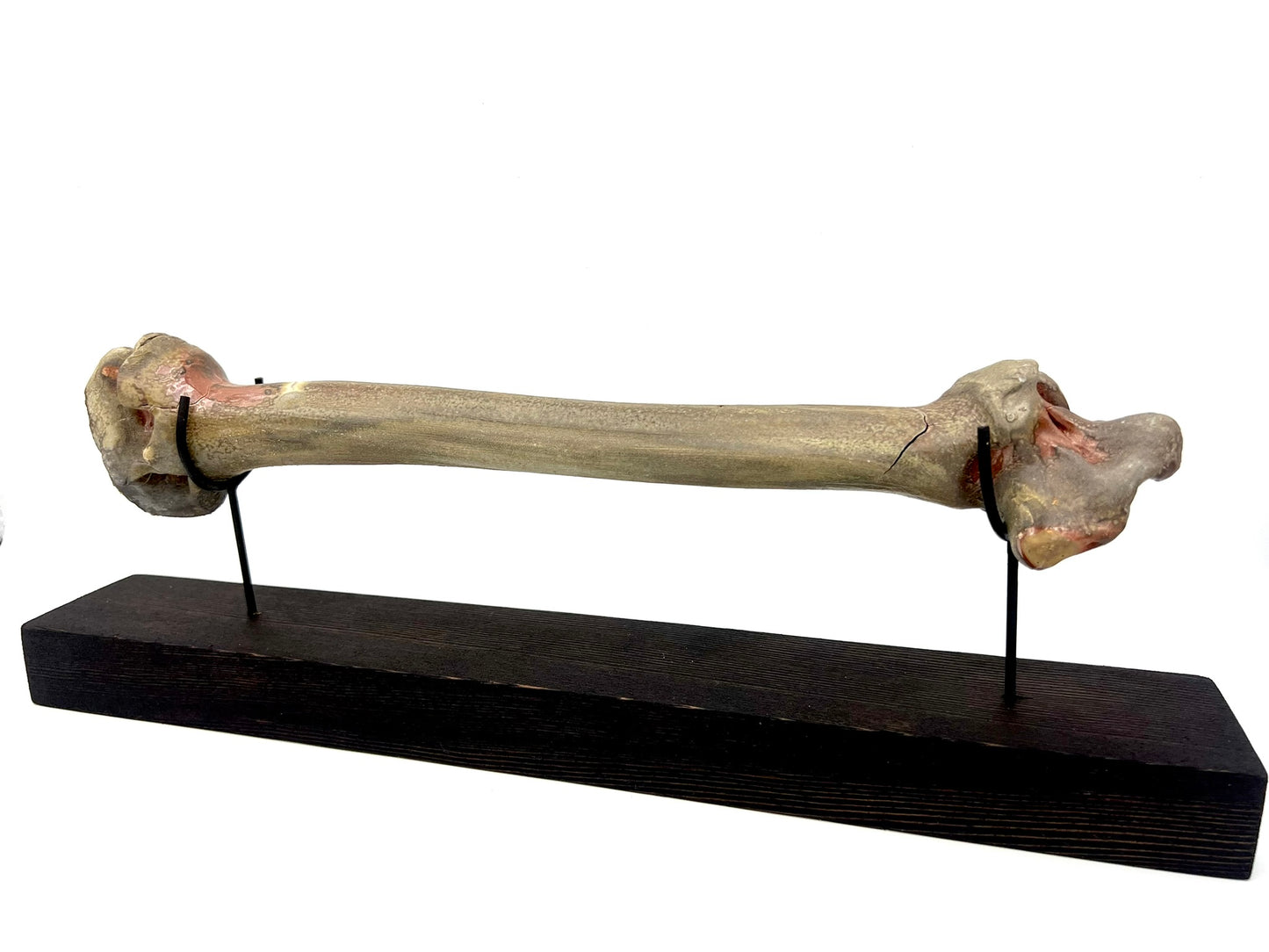 Mounted Bone 1