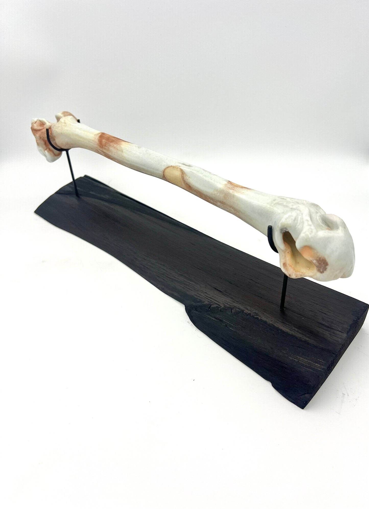 Mounted Bone 6