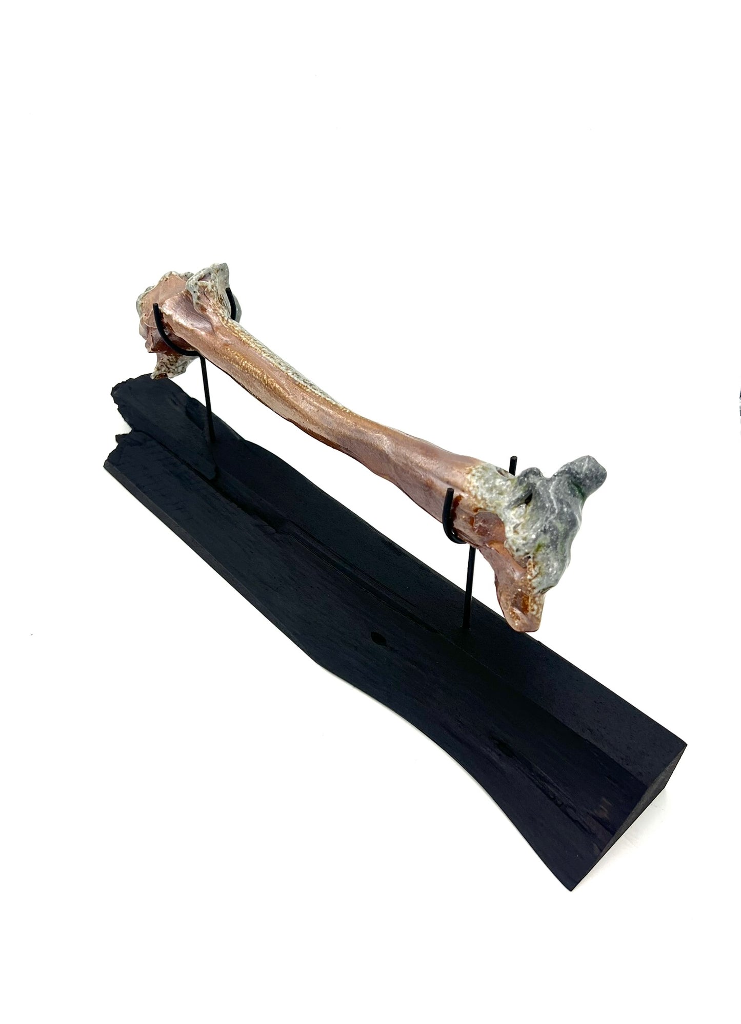 Mounted Bone 8