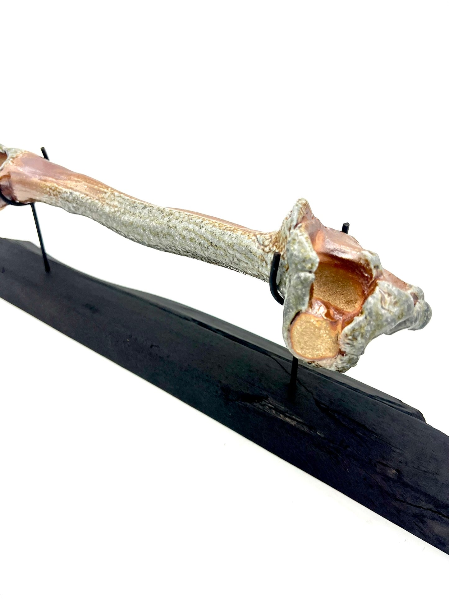 Mounted Bone 9