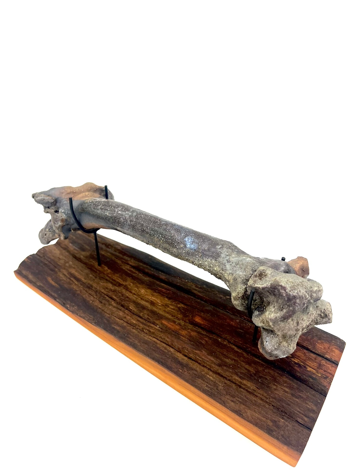 Mounted Bone 24