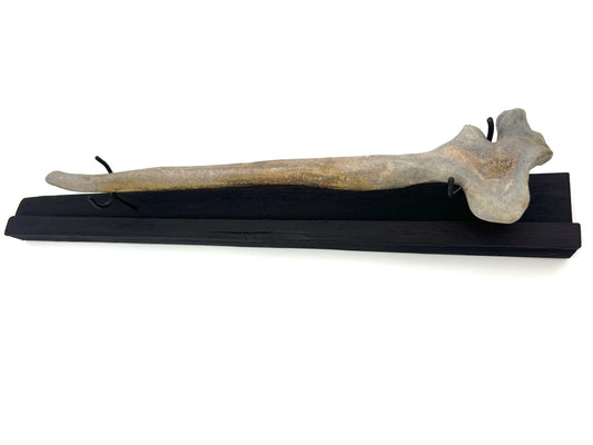 Bone Wand