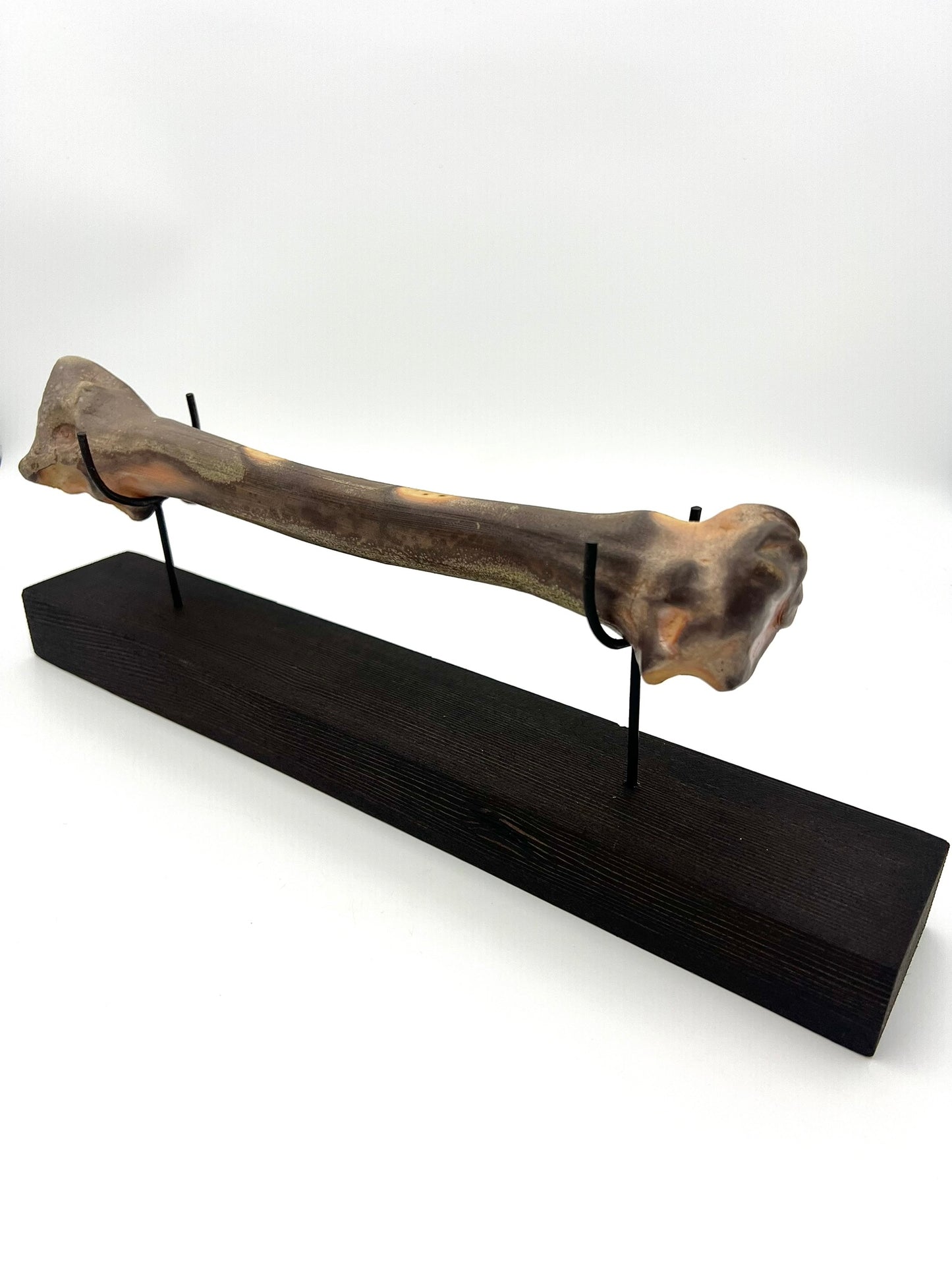 Mounted Bone 1