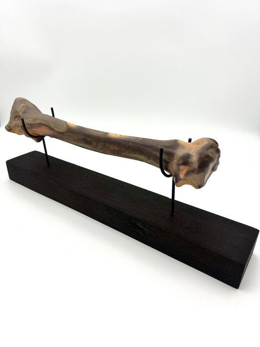 Mounted Bone 1