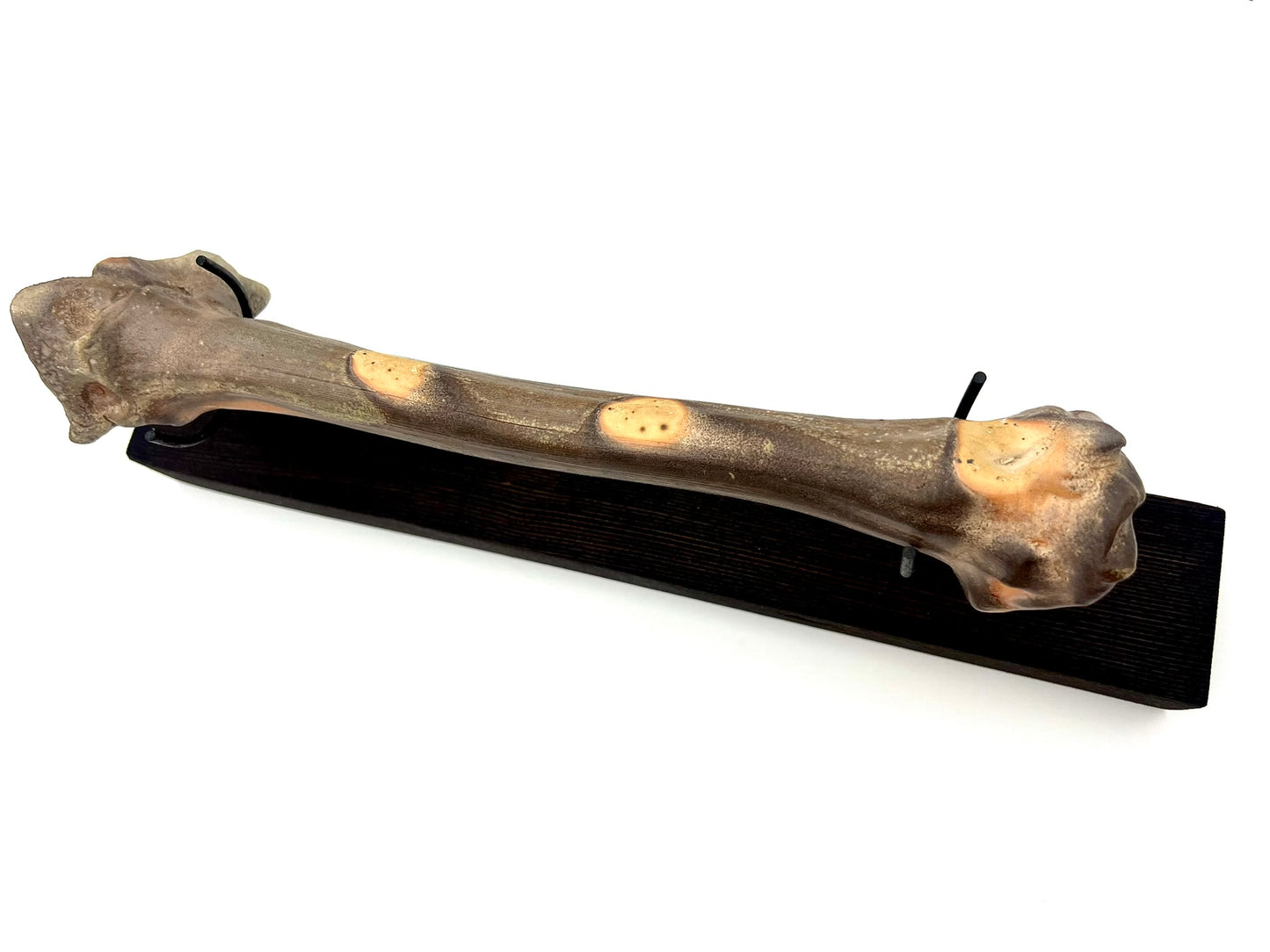 Mounted Bone 1