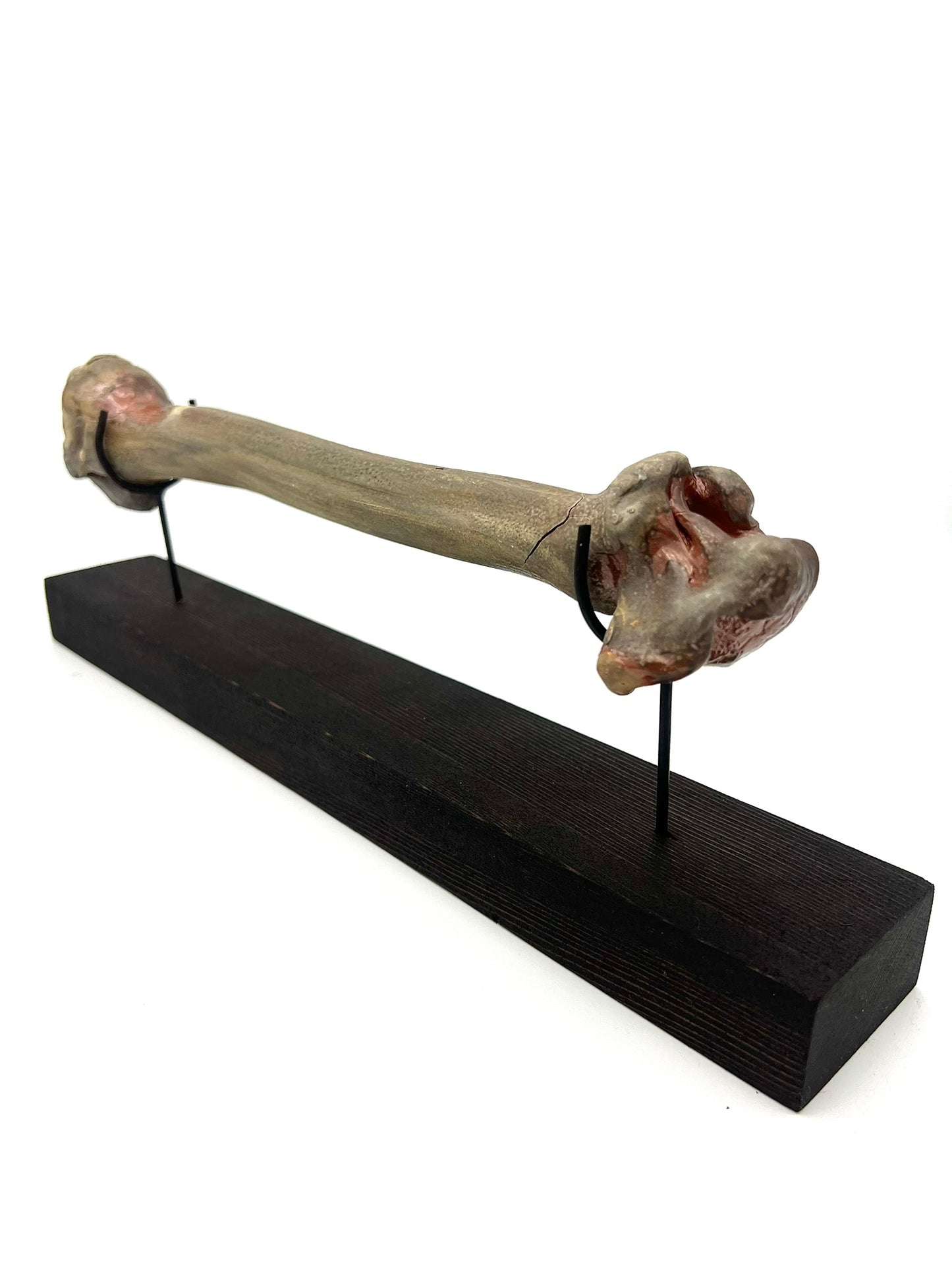 Mounted Bone 1