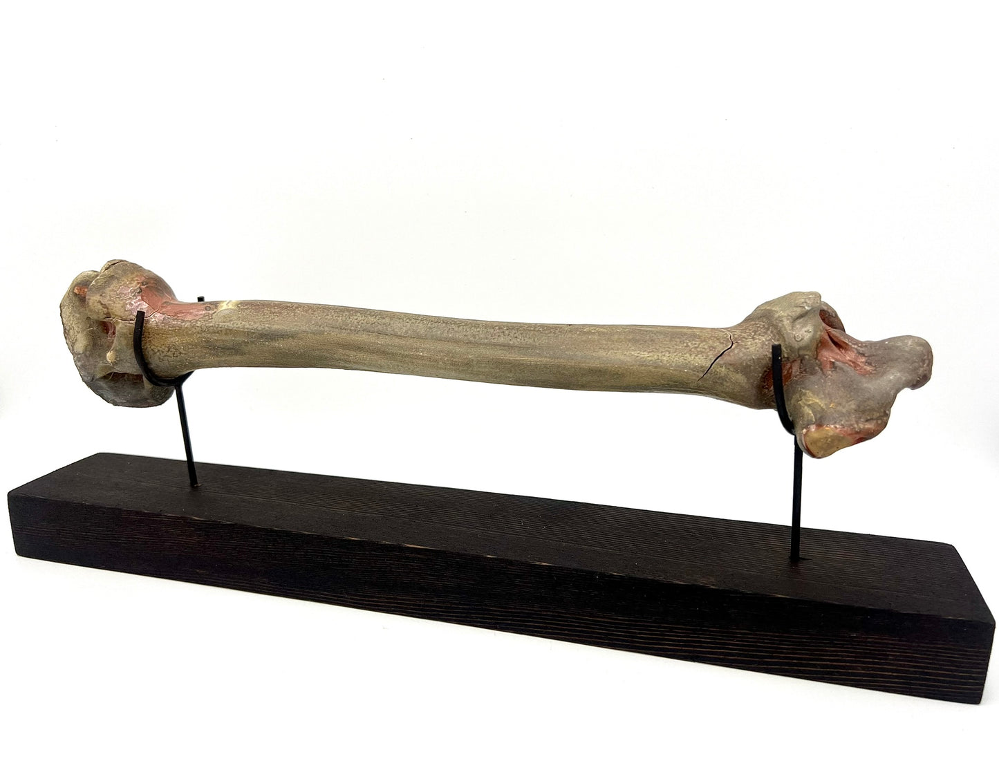 Mounted Bone 1
