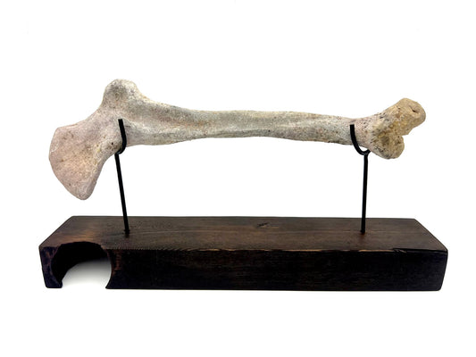 Mounted Bone 2