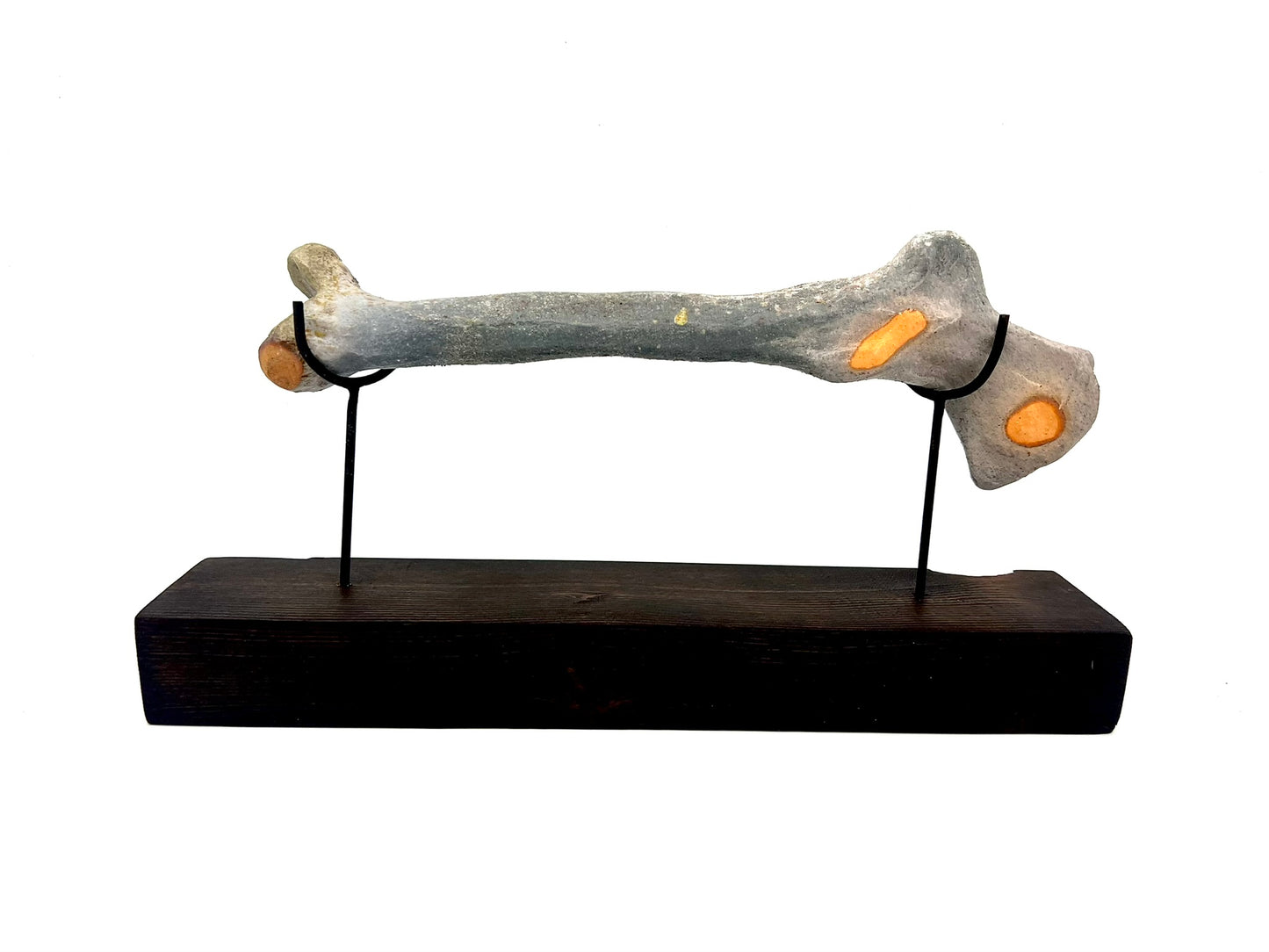 Mounted Bone 2