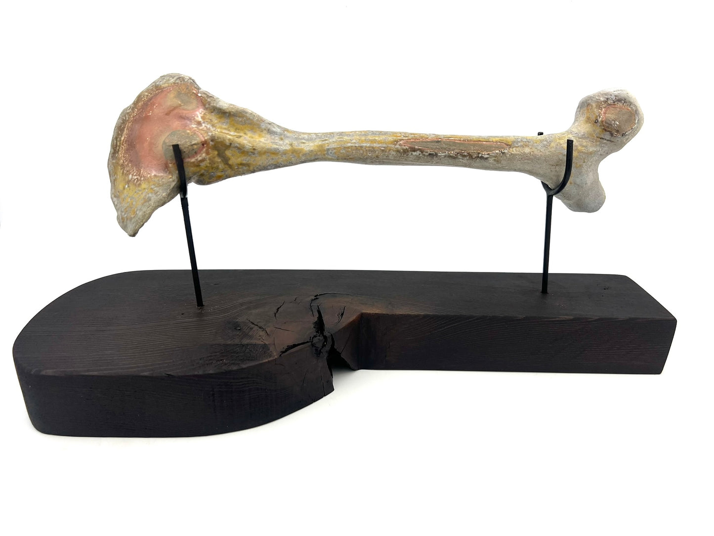 Mounted Bone 2