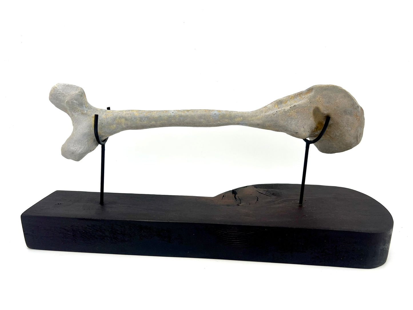 Mounted Bone 2