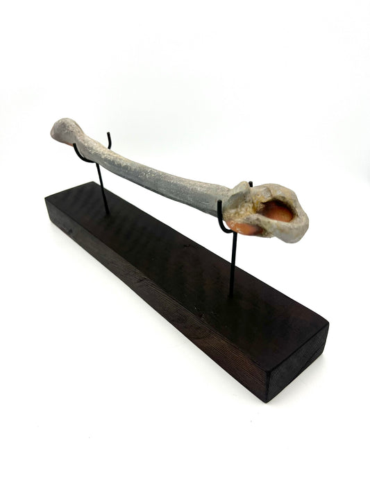 Mounted Bone 3
