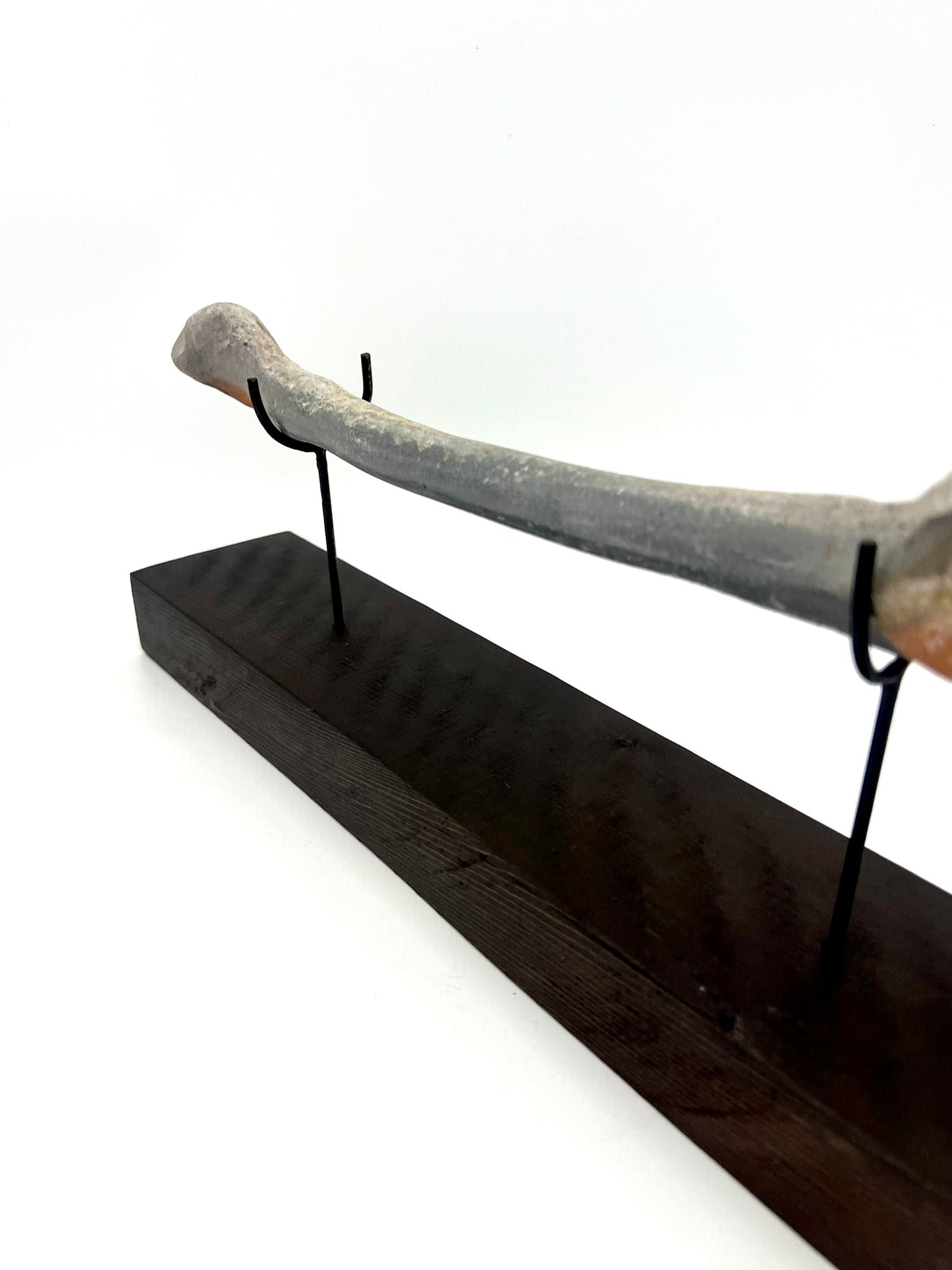 Mounted Bone 3