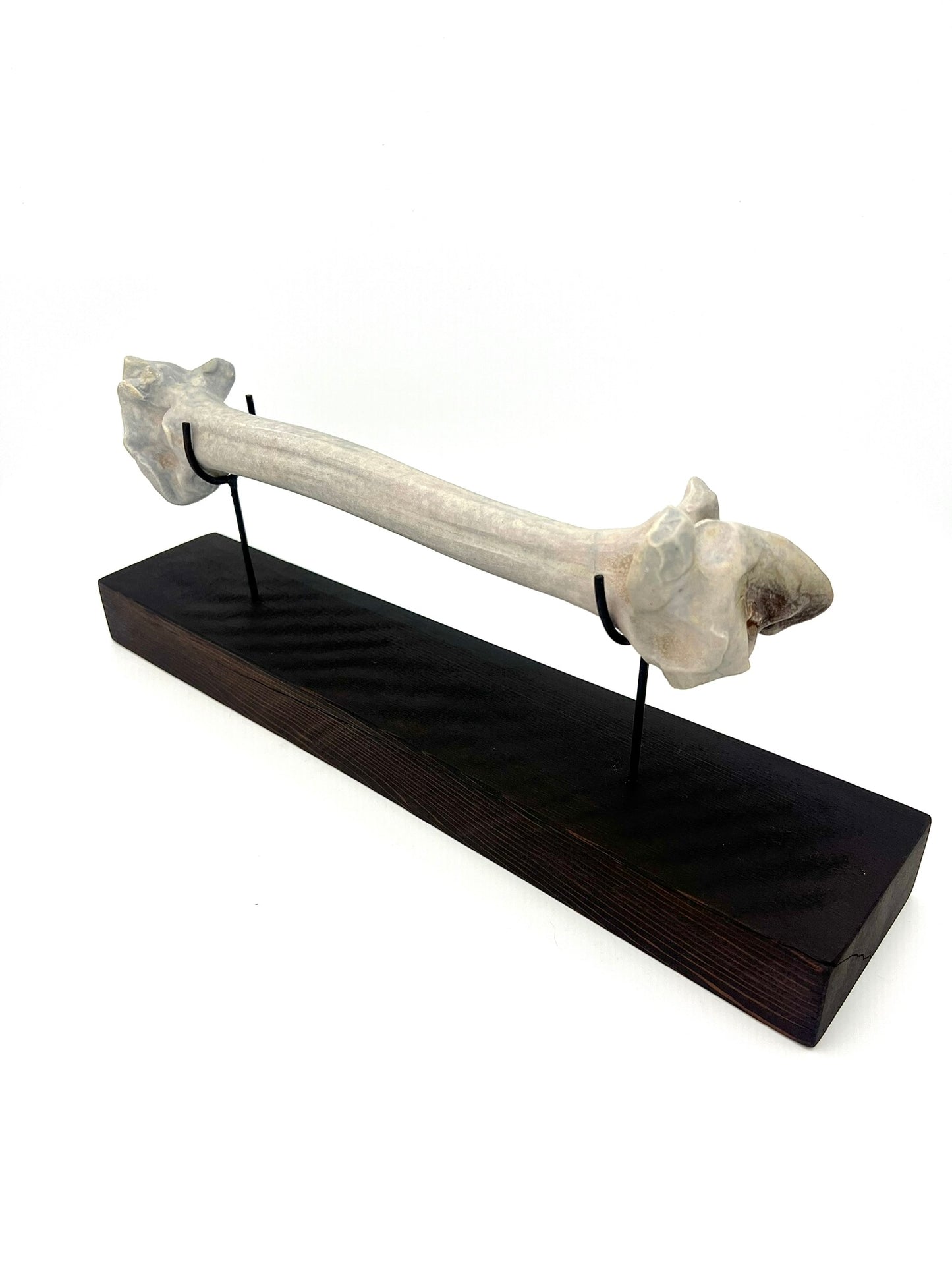 Mounted Bone 5
