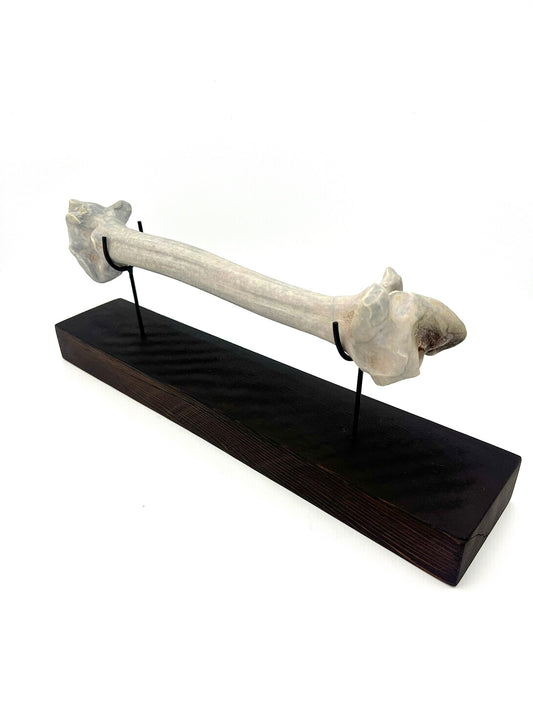 Mounted Bone 5
