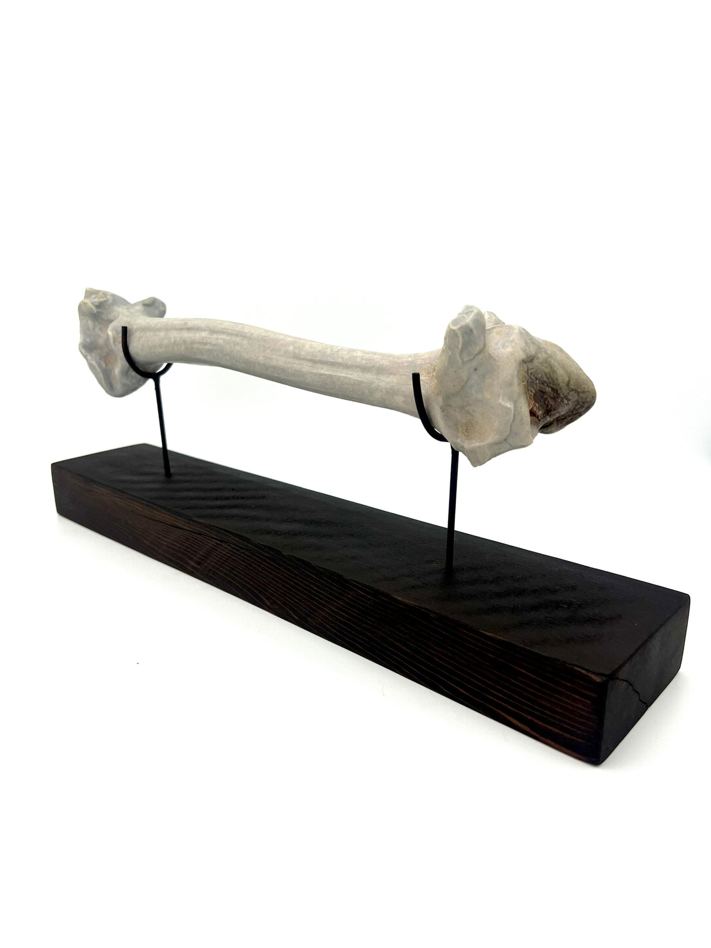 Mounted Bone 5