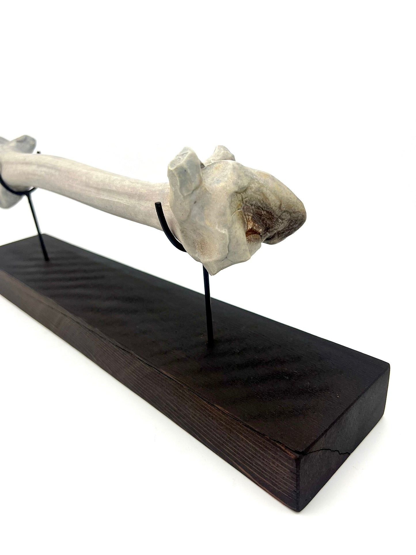 Mounted Bone 5