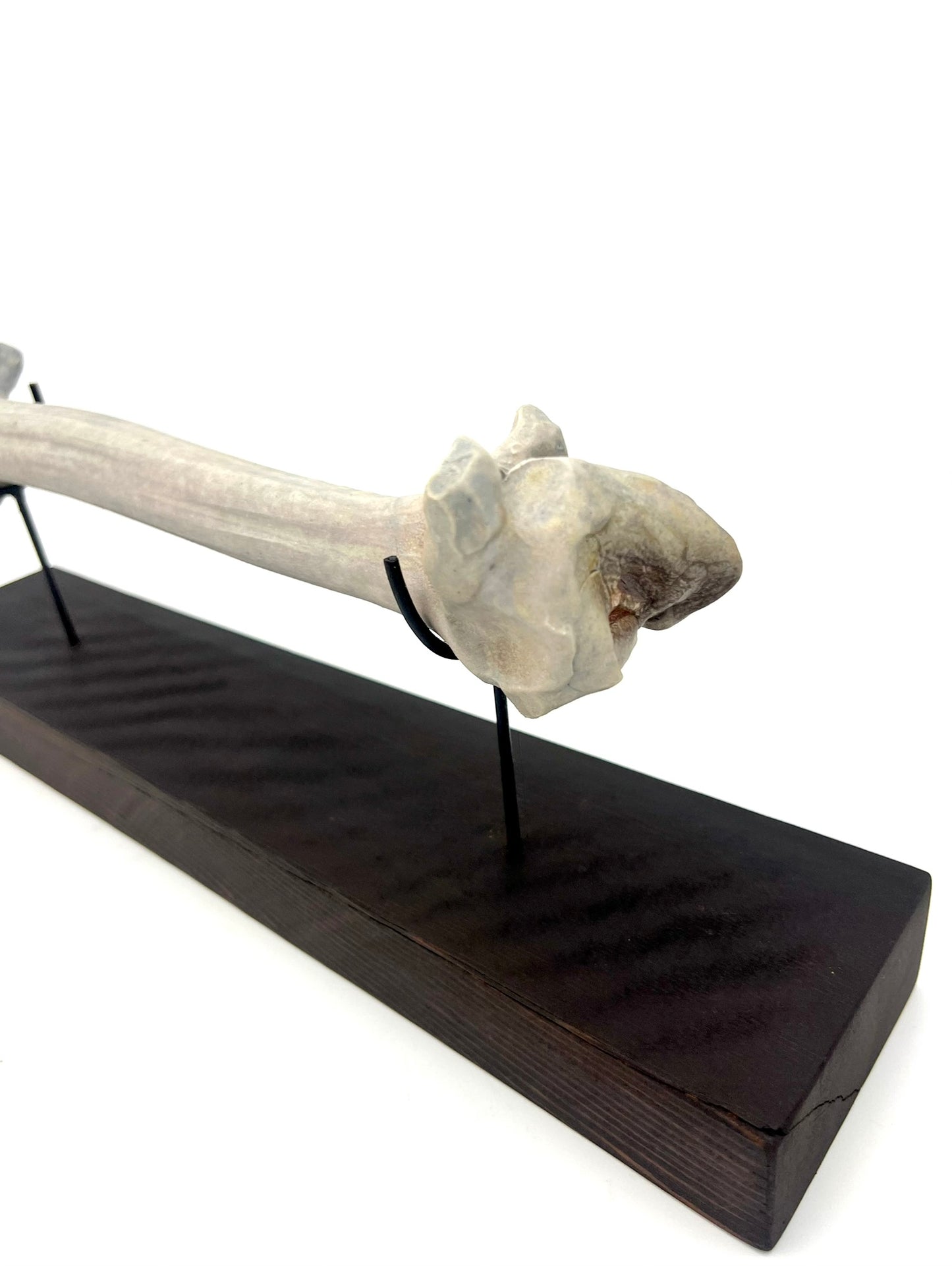 Mounted Bone 5