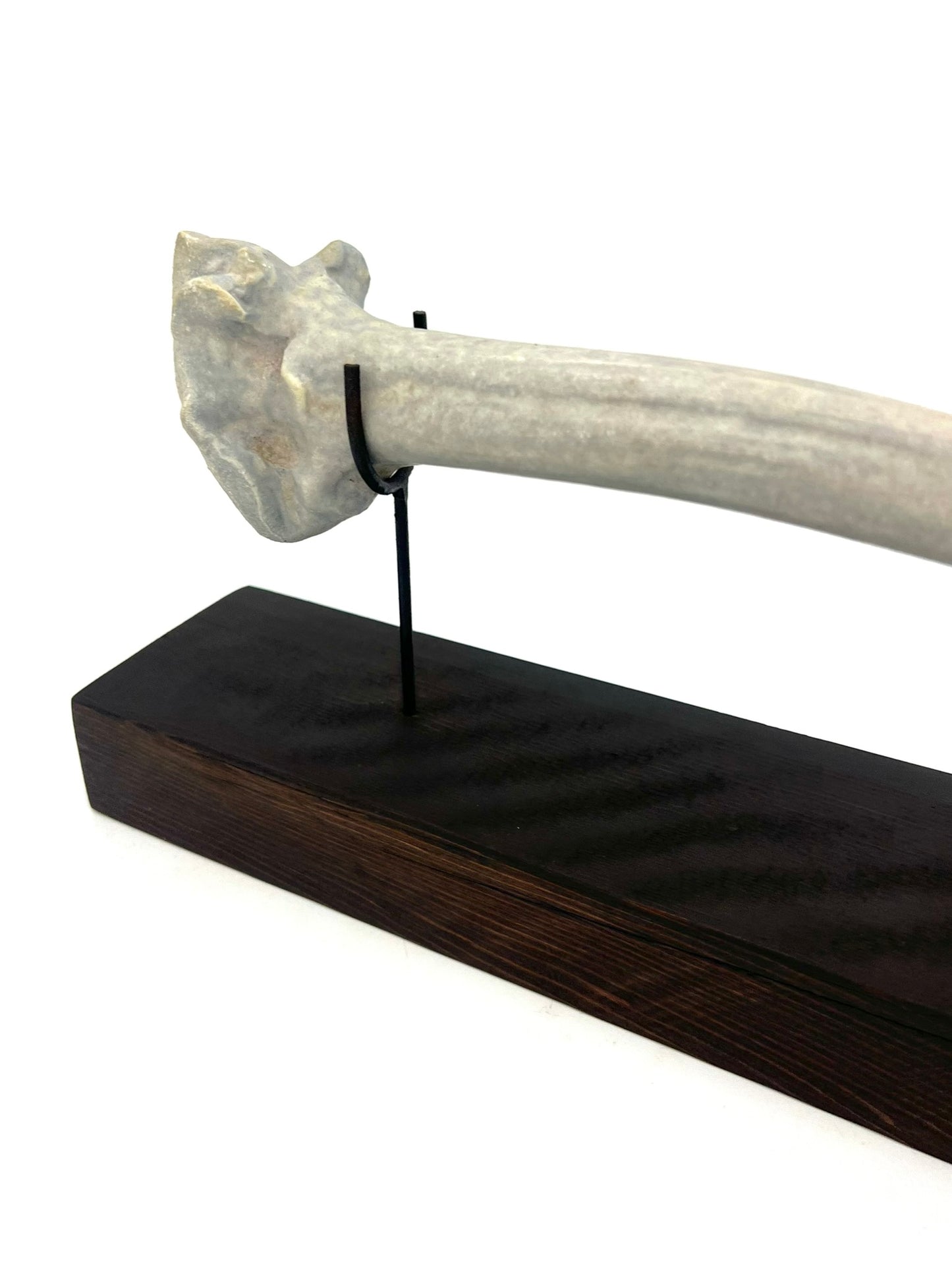 Mounted Bone 5