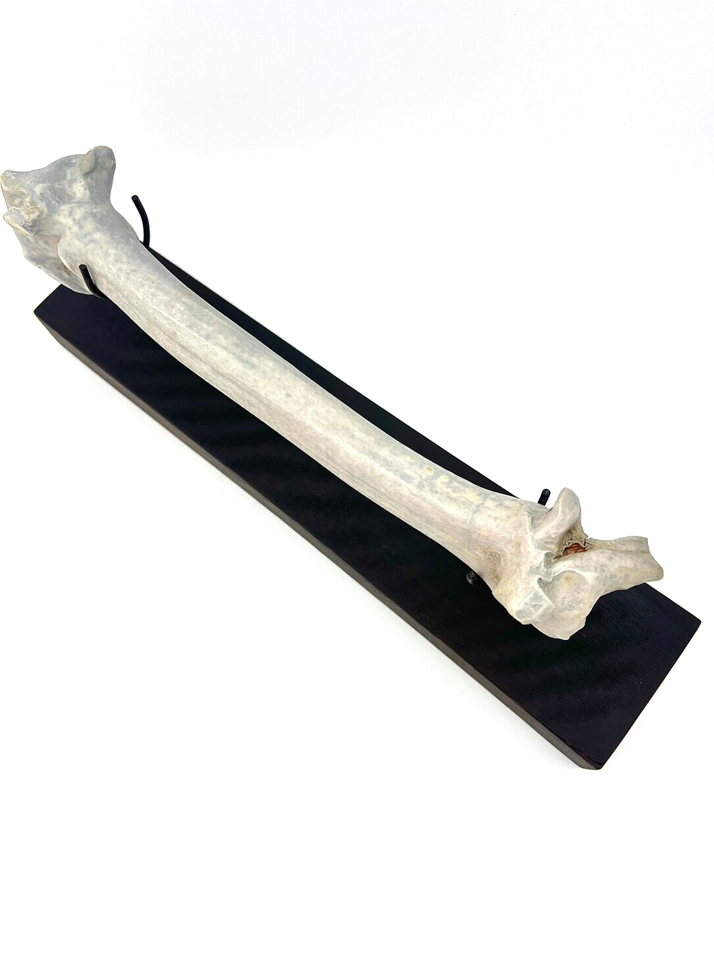 Mounted Bone 5