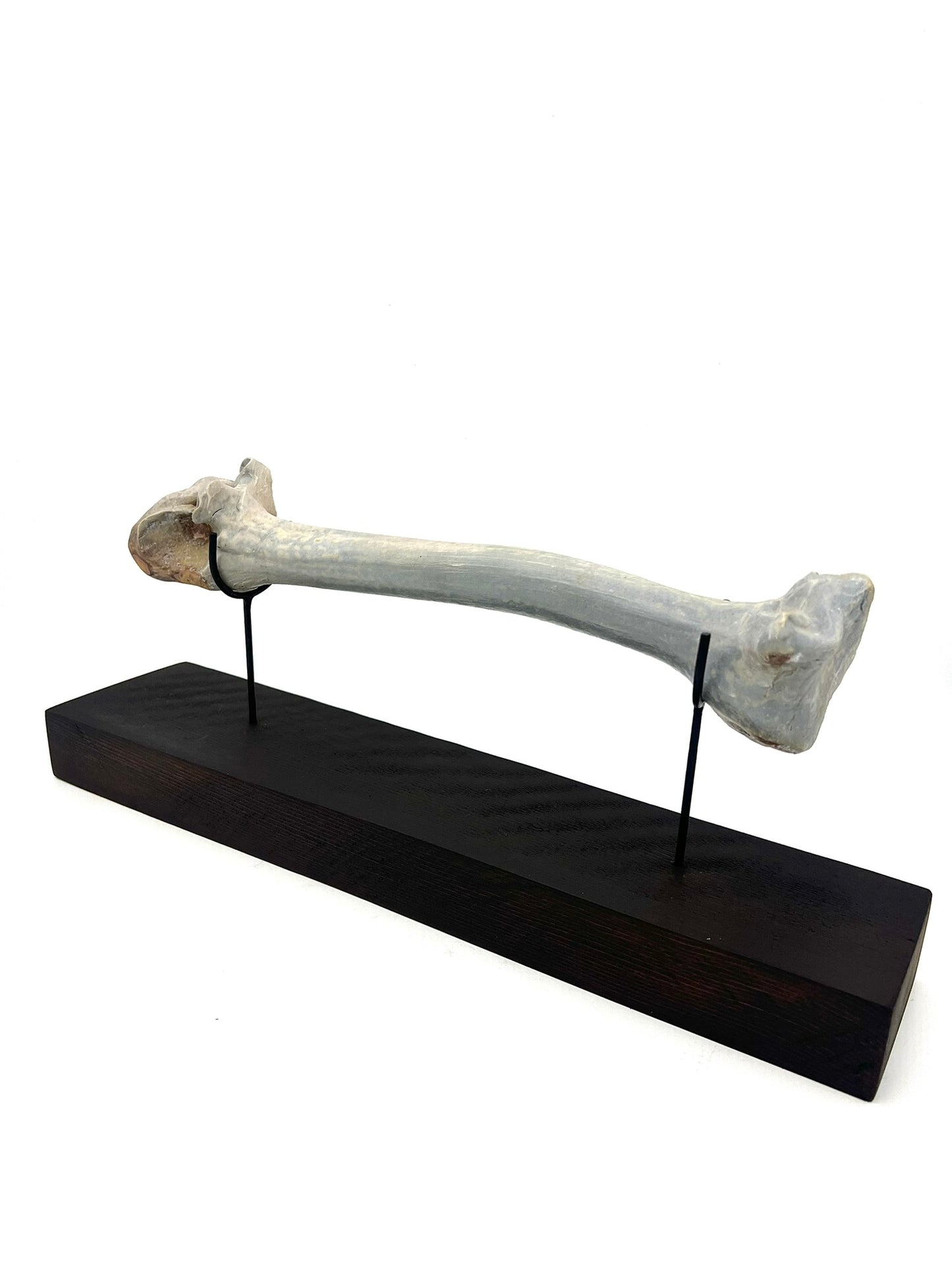 Mounted Bone 5