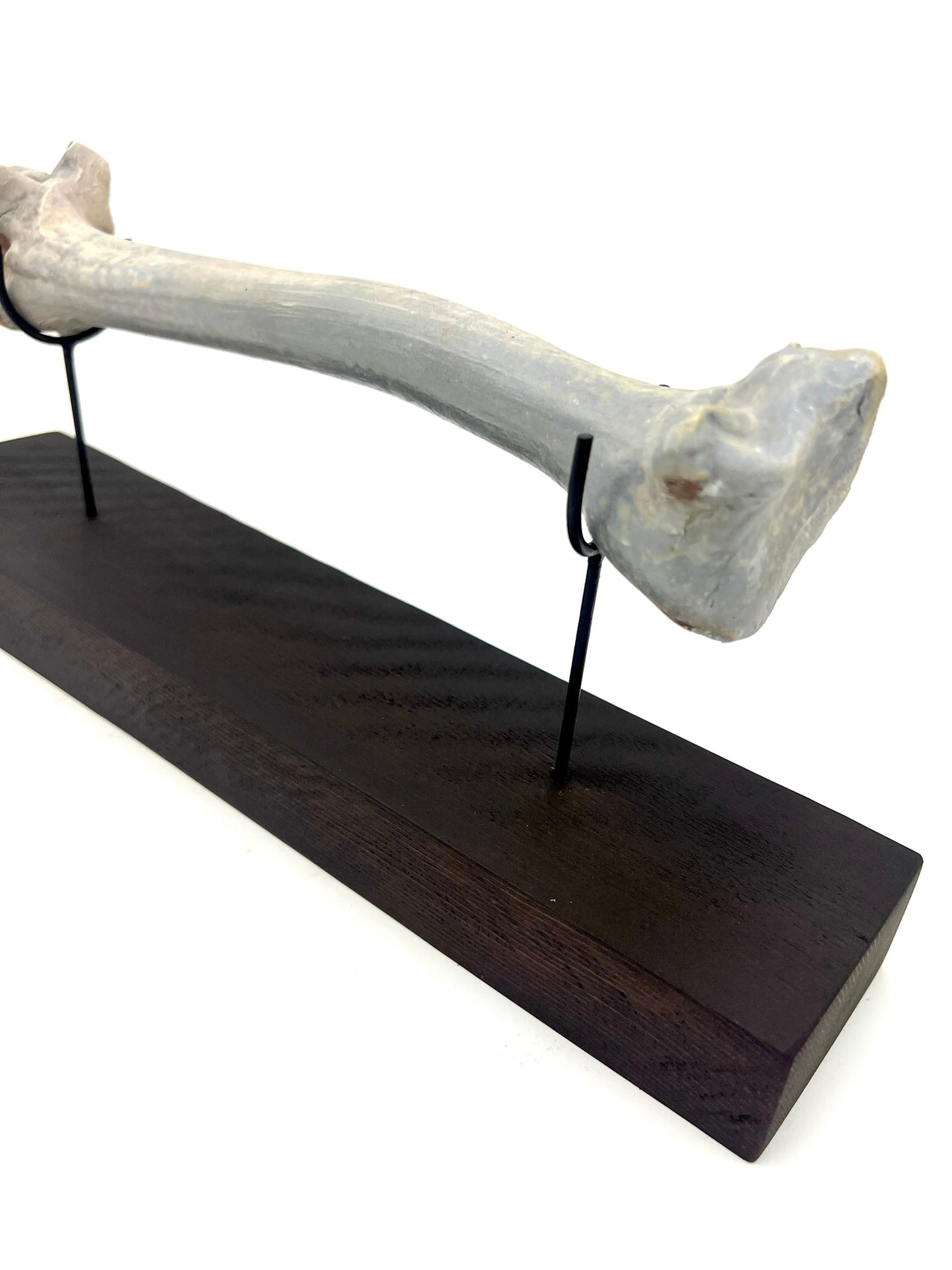 Mounted Bone 5