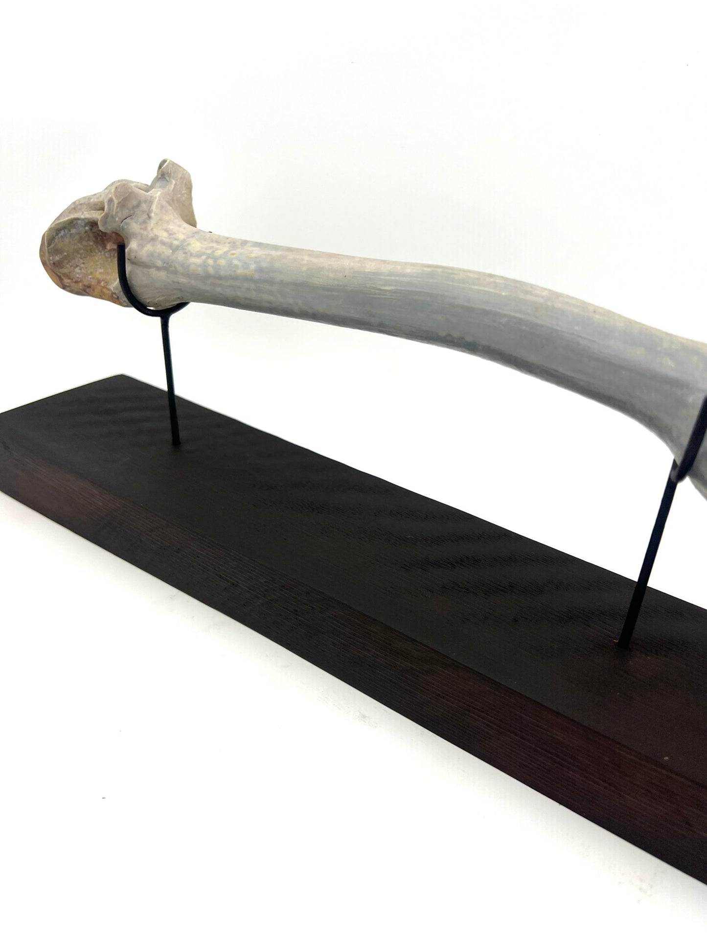 Mounted Bone 5