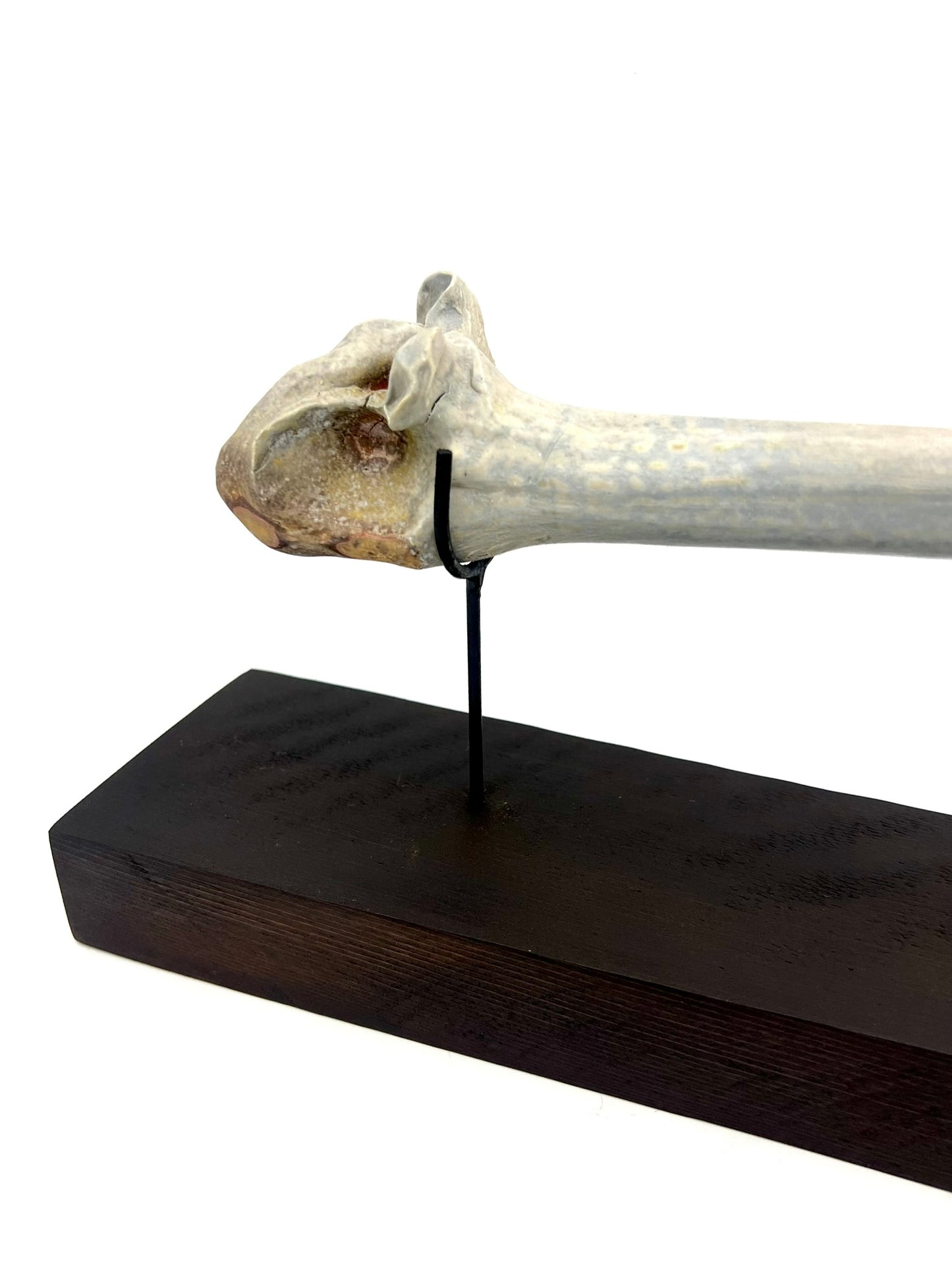Mounted Bone 5