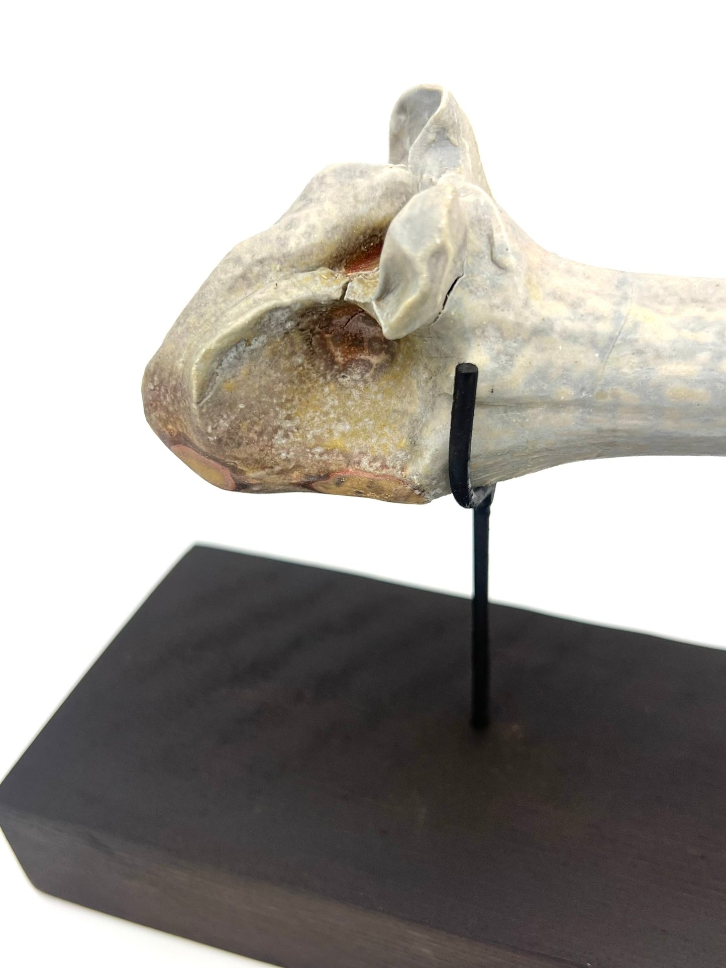 Mounted Bone 5
