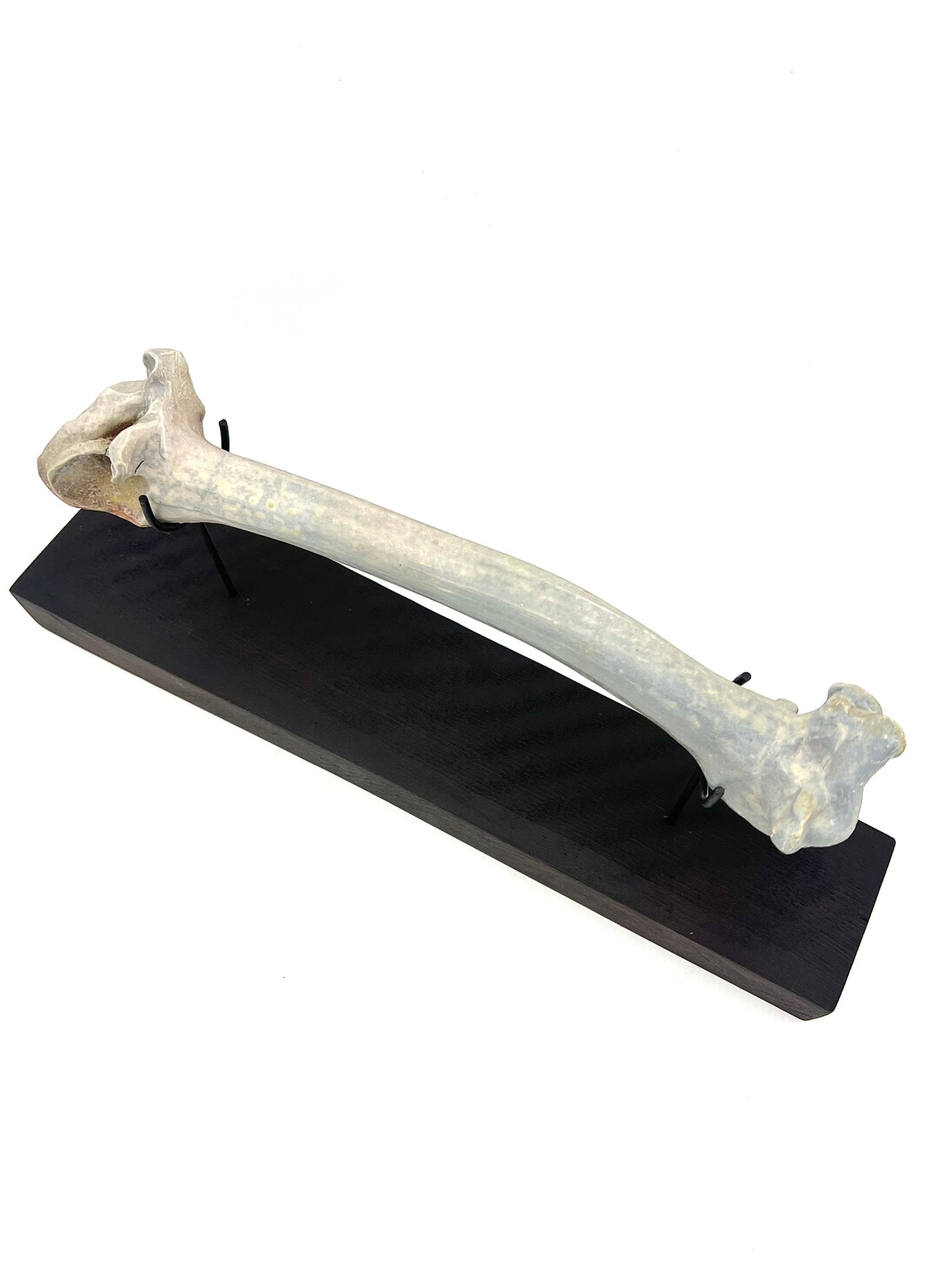 Mounted Bone 5