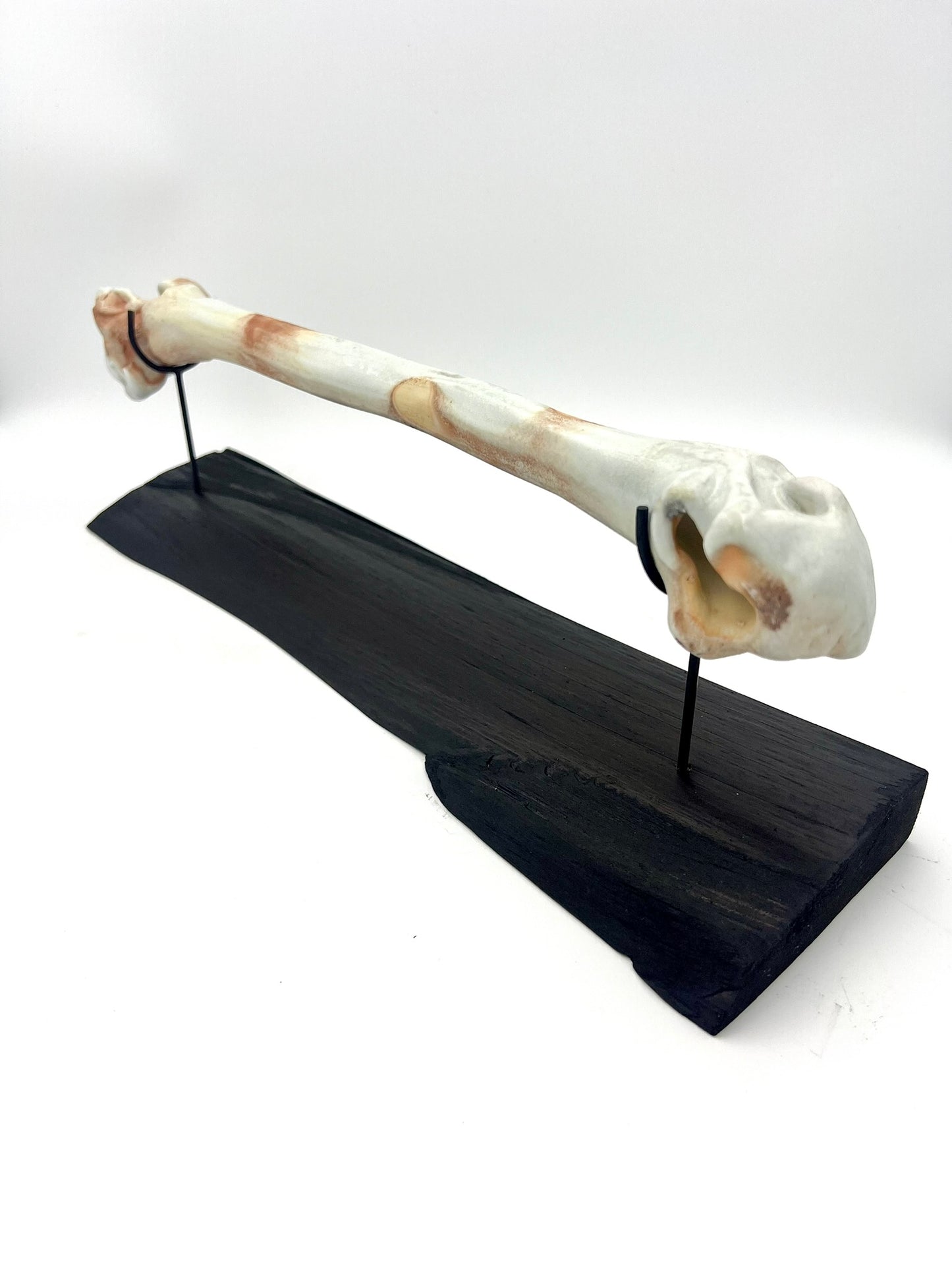 Mounted Bone 6