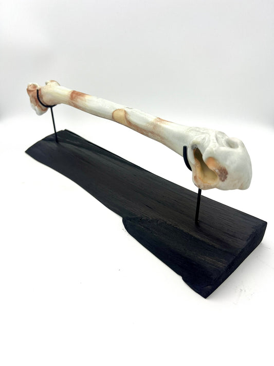 Mounted Bone 6
