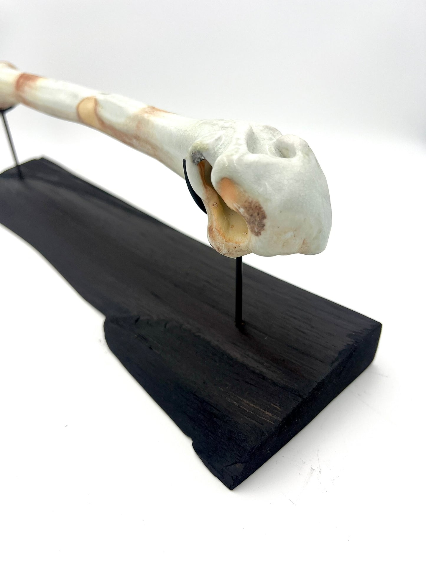 Mounted Bone 6