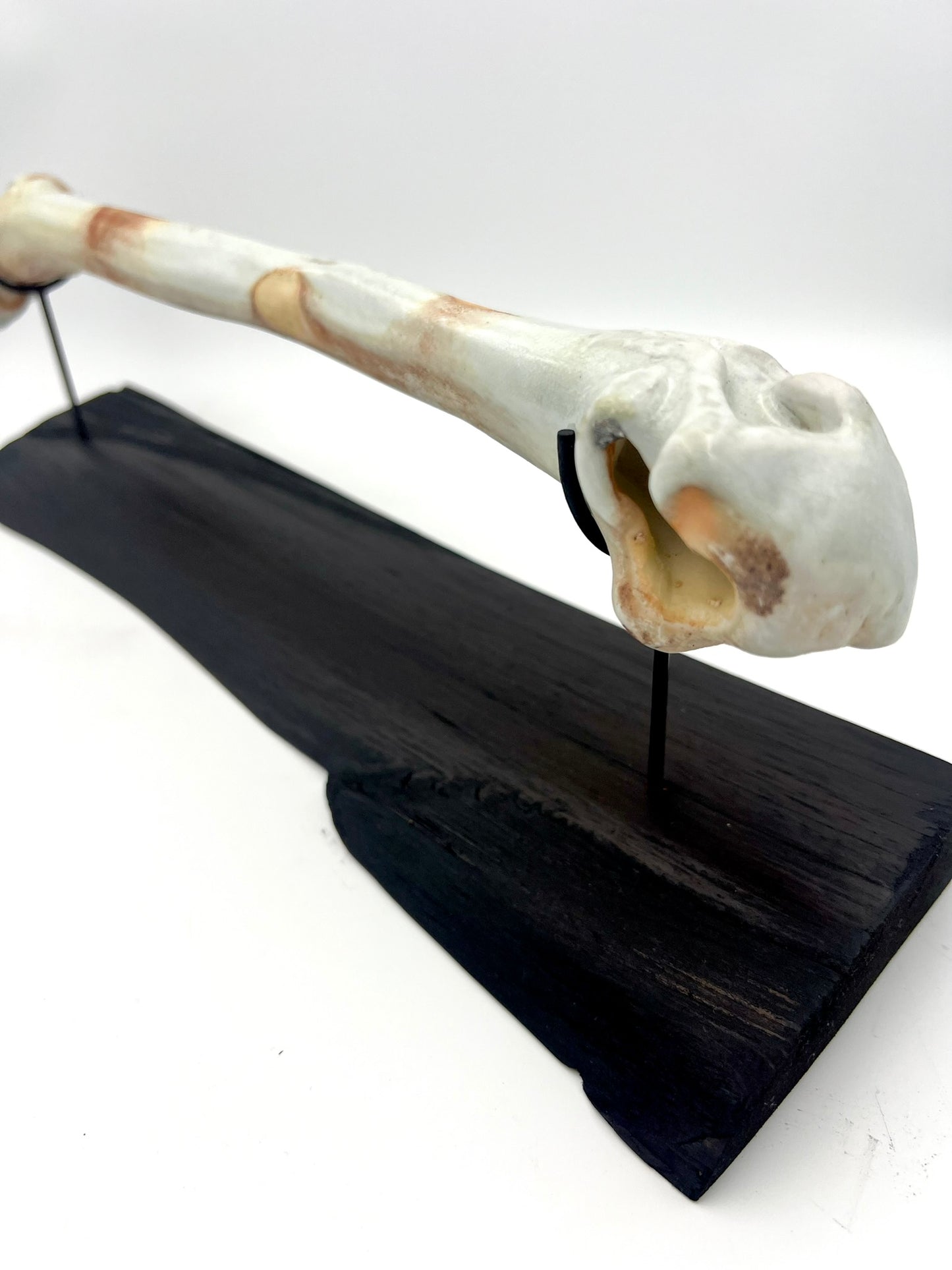 Mounted Bone 6
