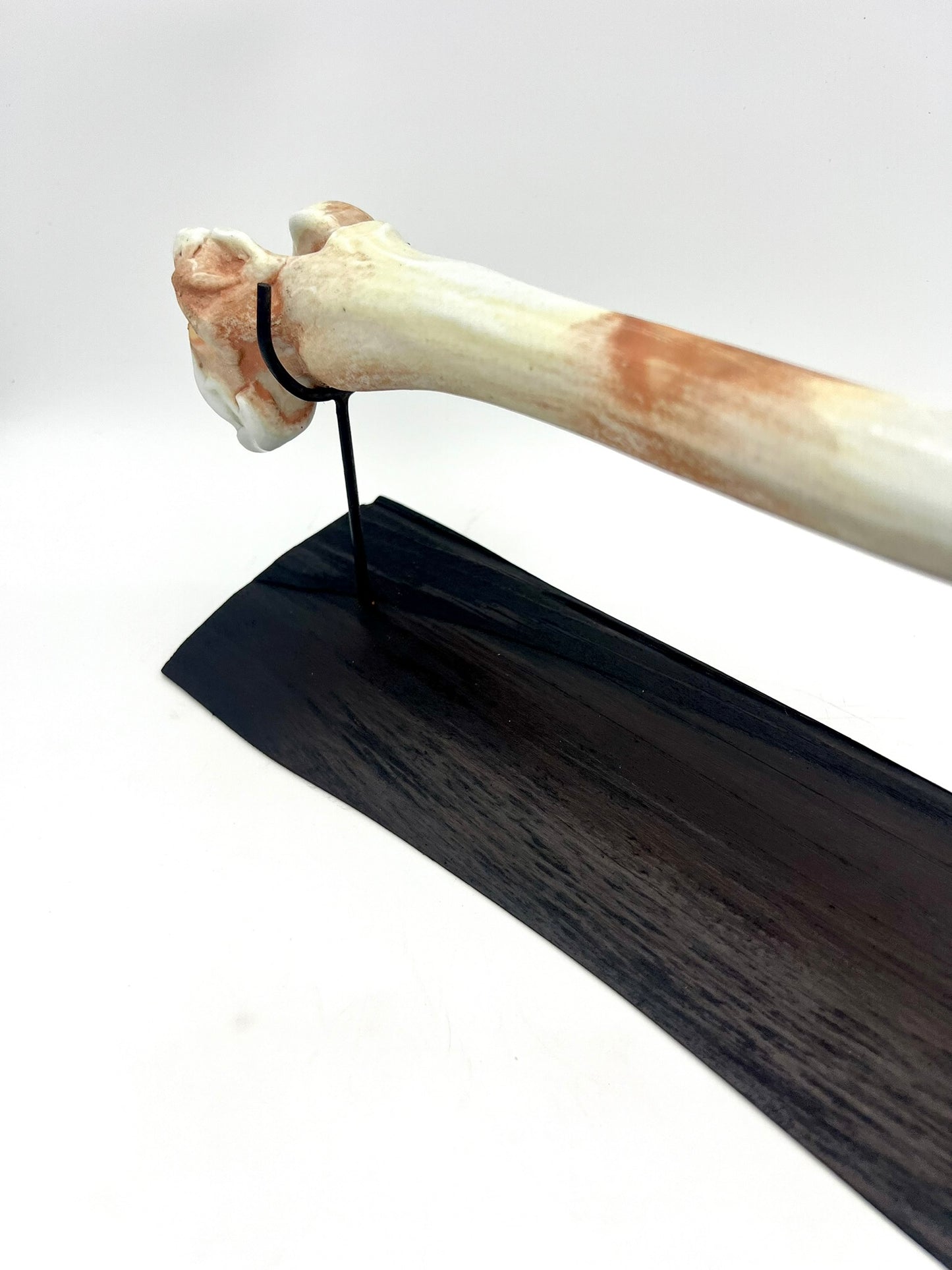 Mounted Bone 6