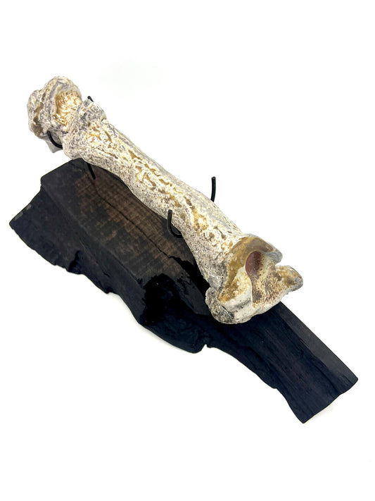 Mounted Bone 7