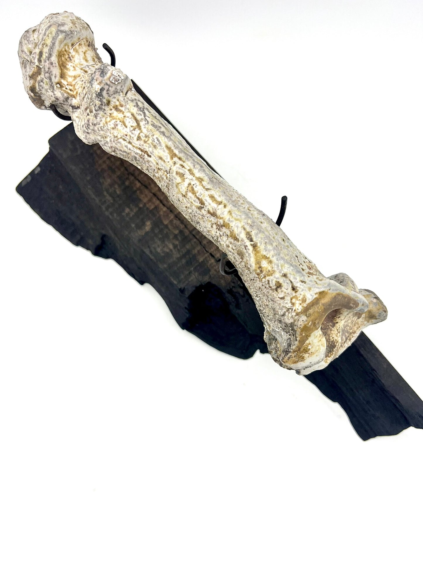 Mounted Bone 7