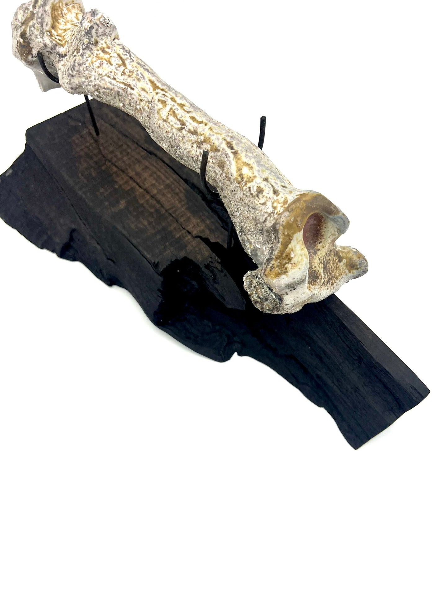 Mounted Bone 7