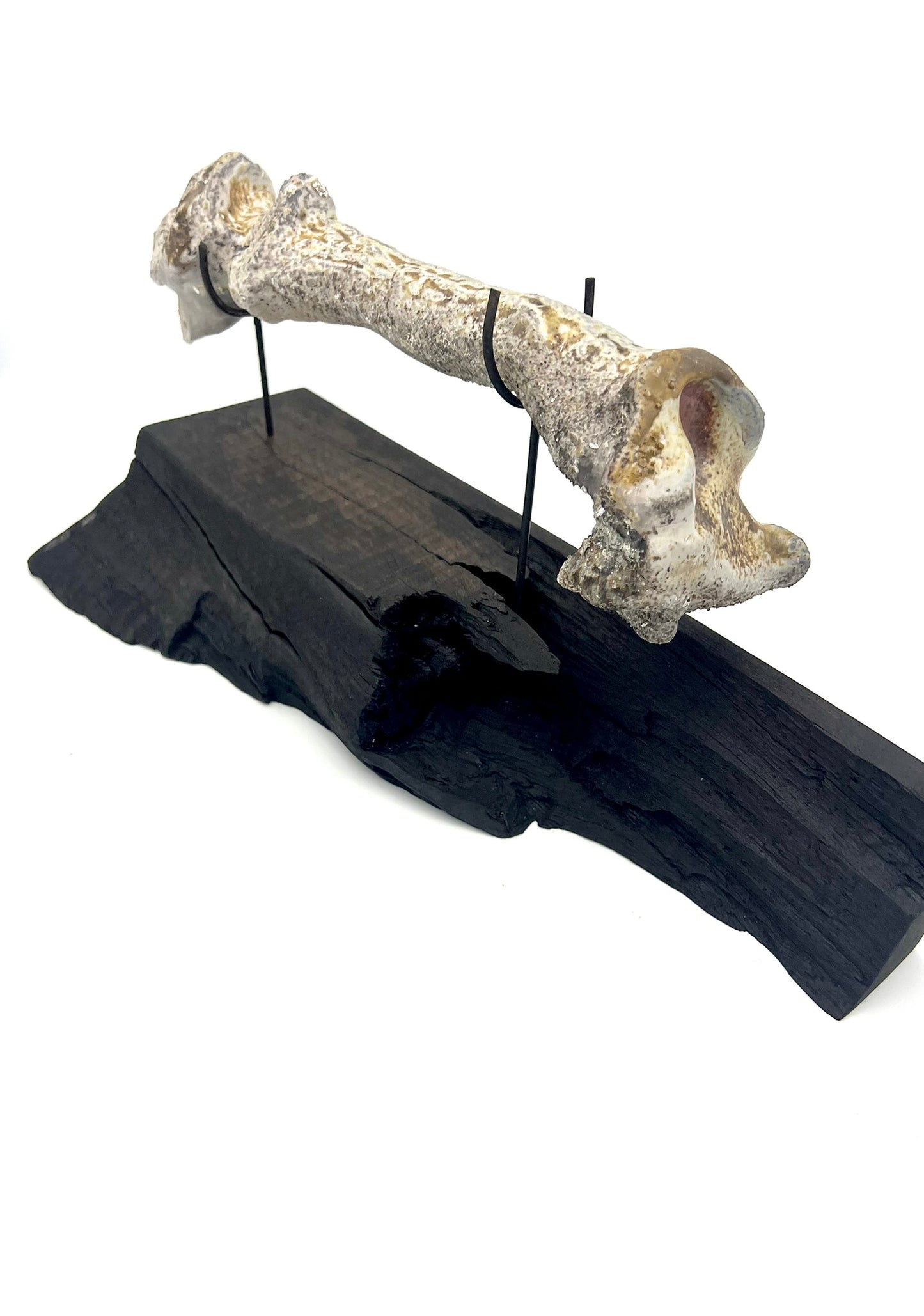 Mounted Bone 7