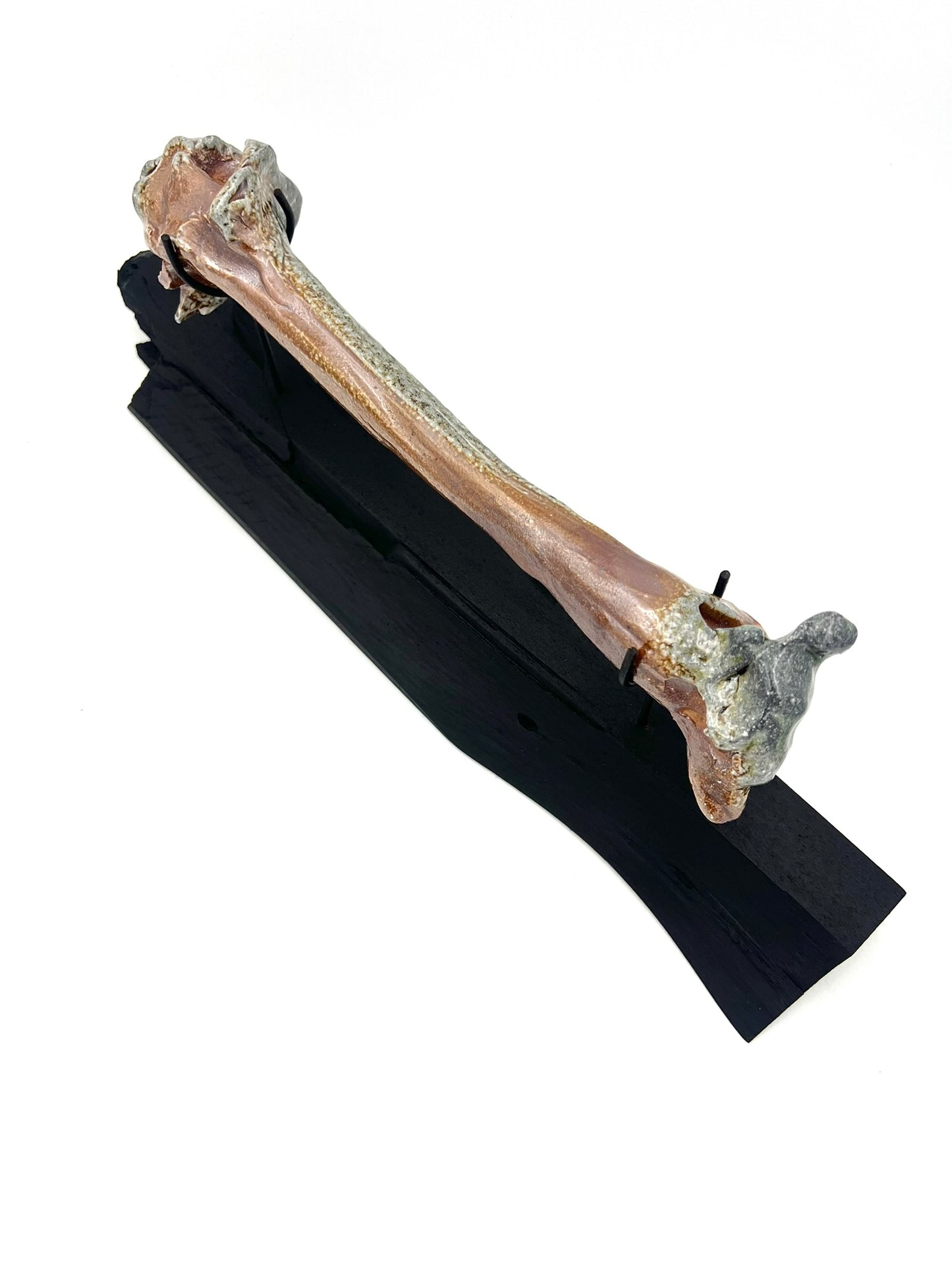 Mounted Bone 8