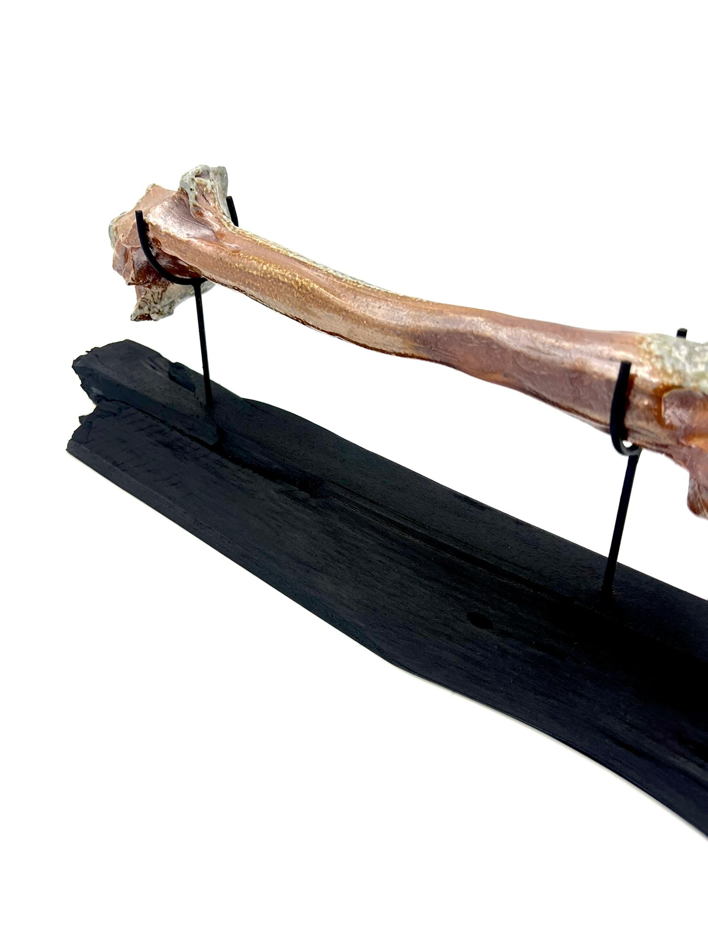 Mounted Bone 8