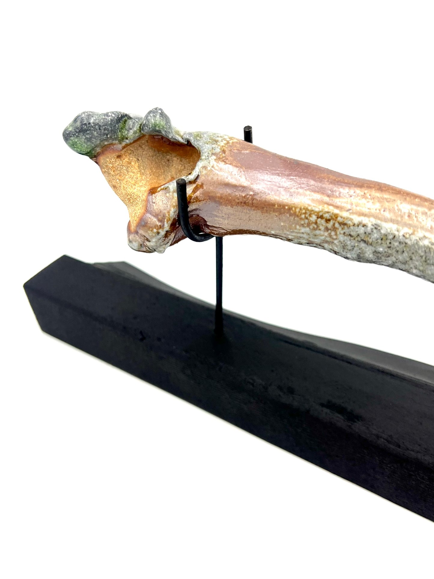 Mounted Bone 9