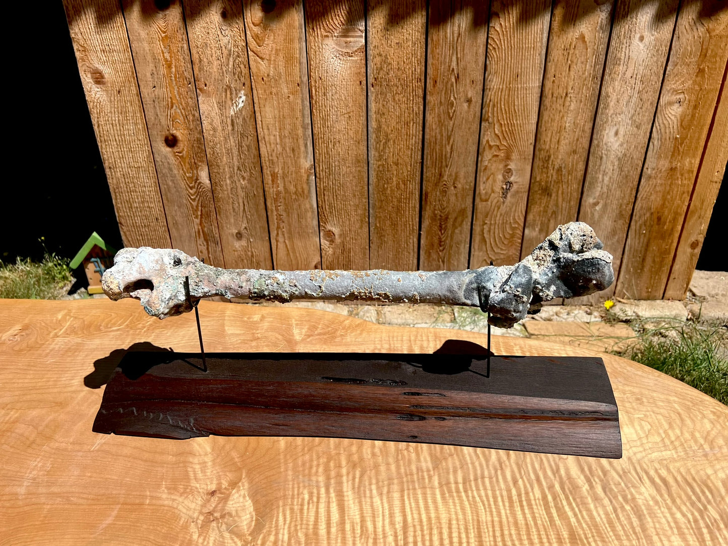 Mounted Bone 10