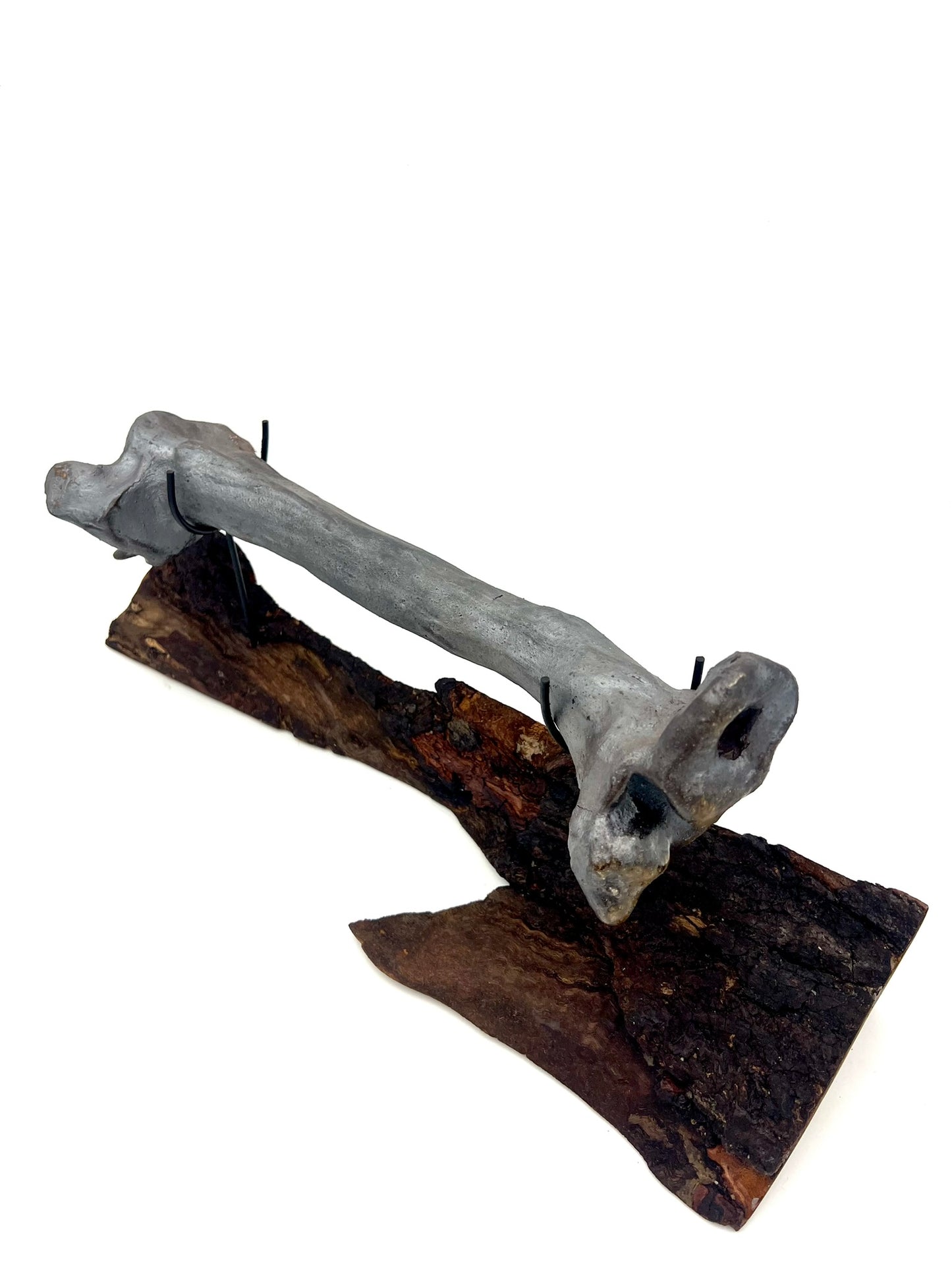 Mounted Bone 13