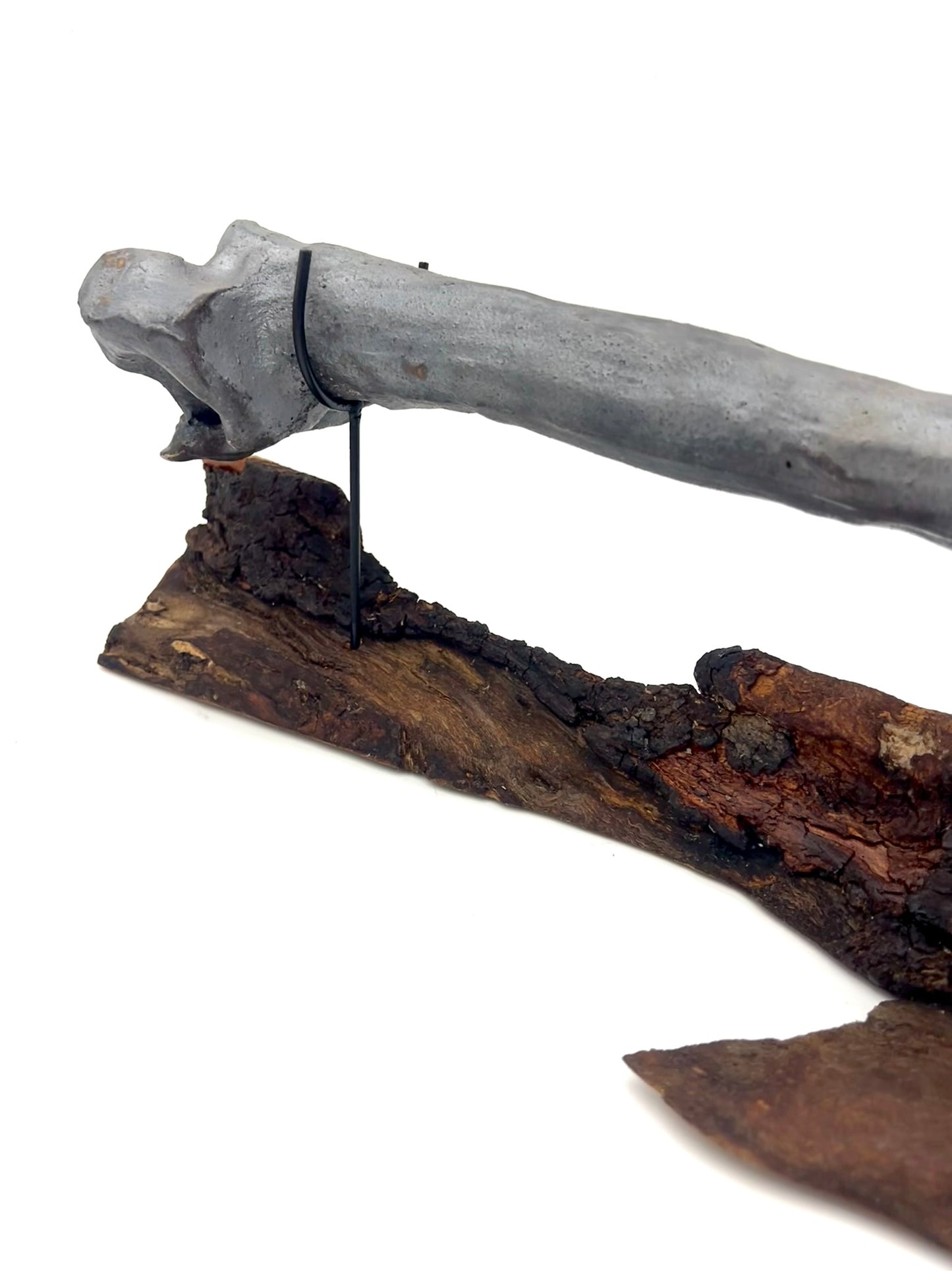 Mounted Bone 13
