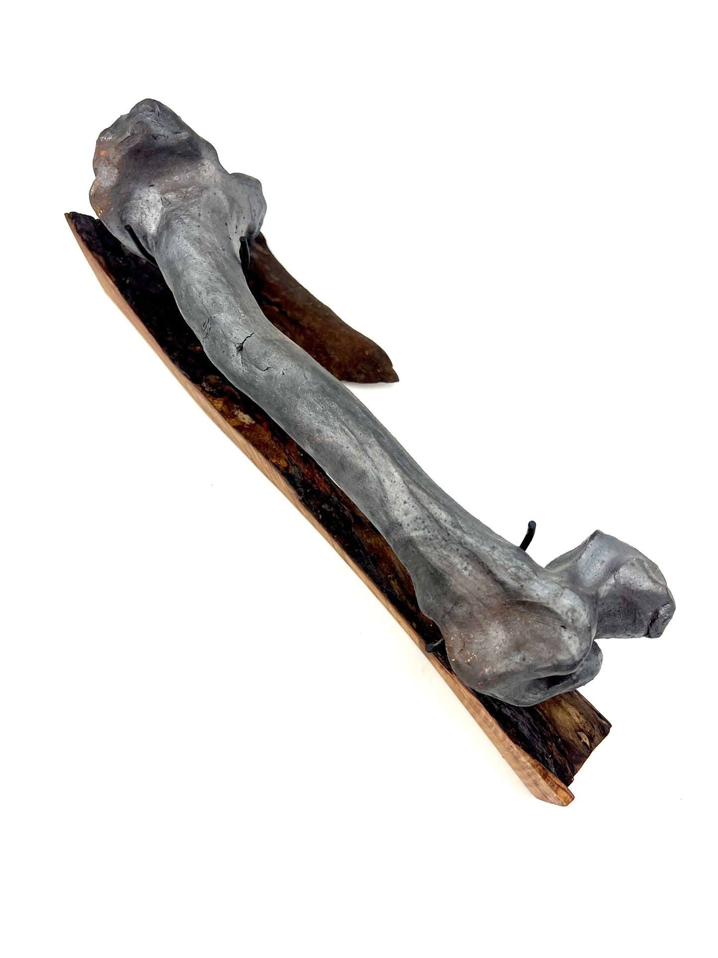 Mounted Bone 13