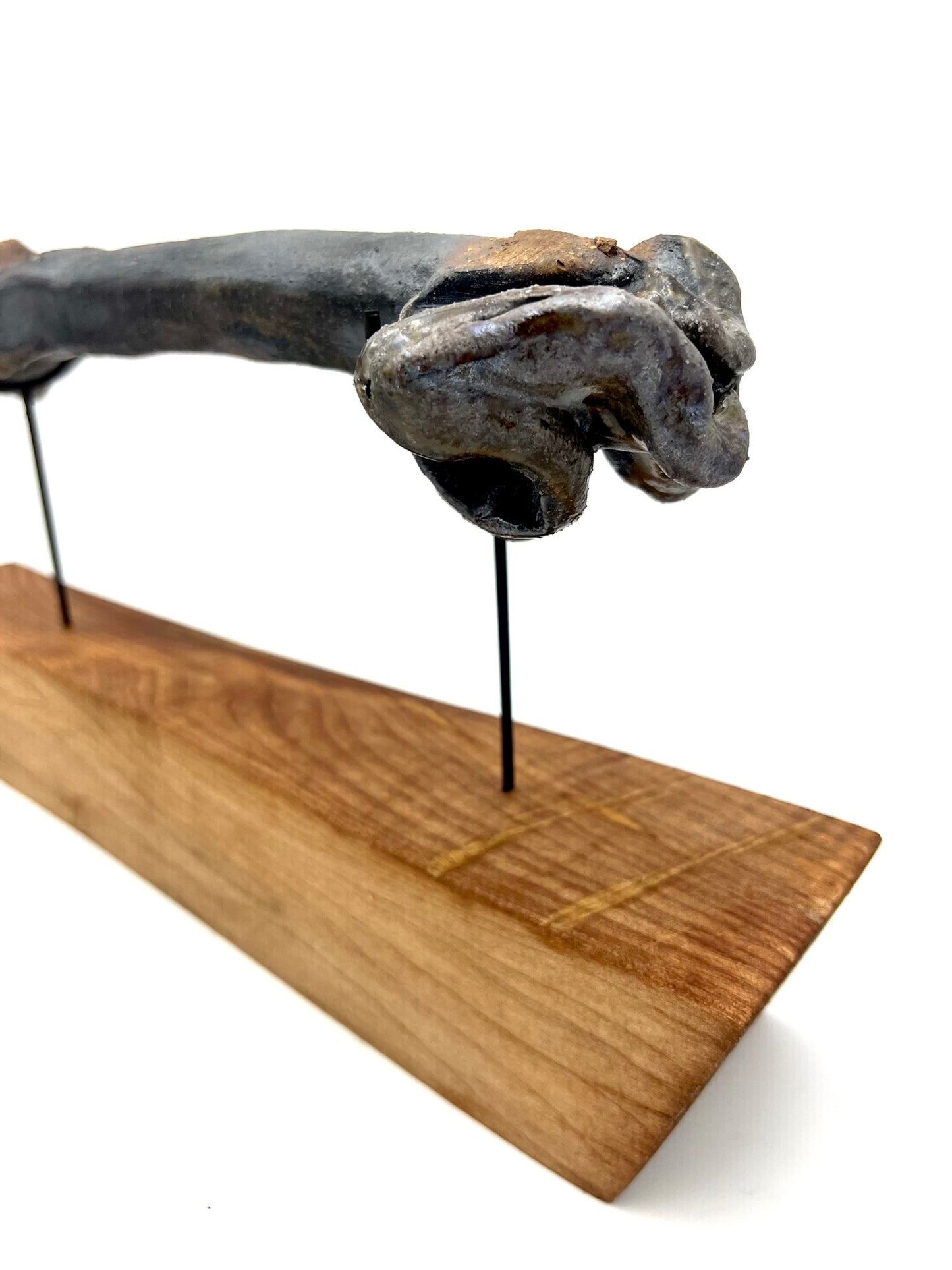 Mounted Bone 14
