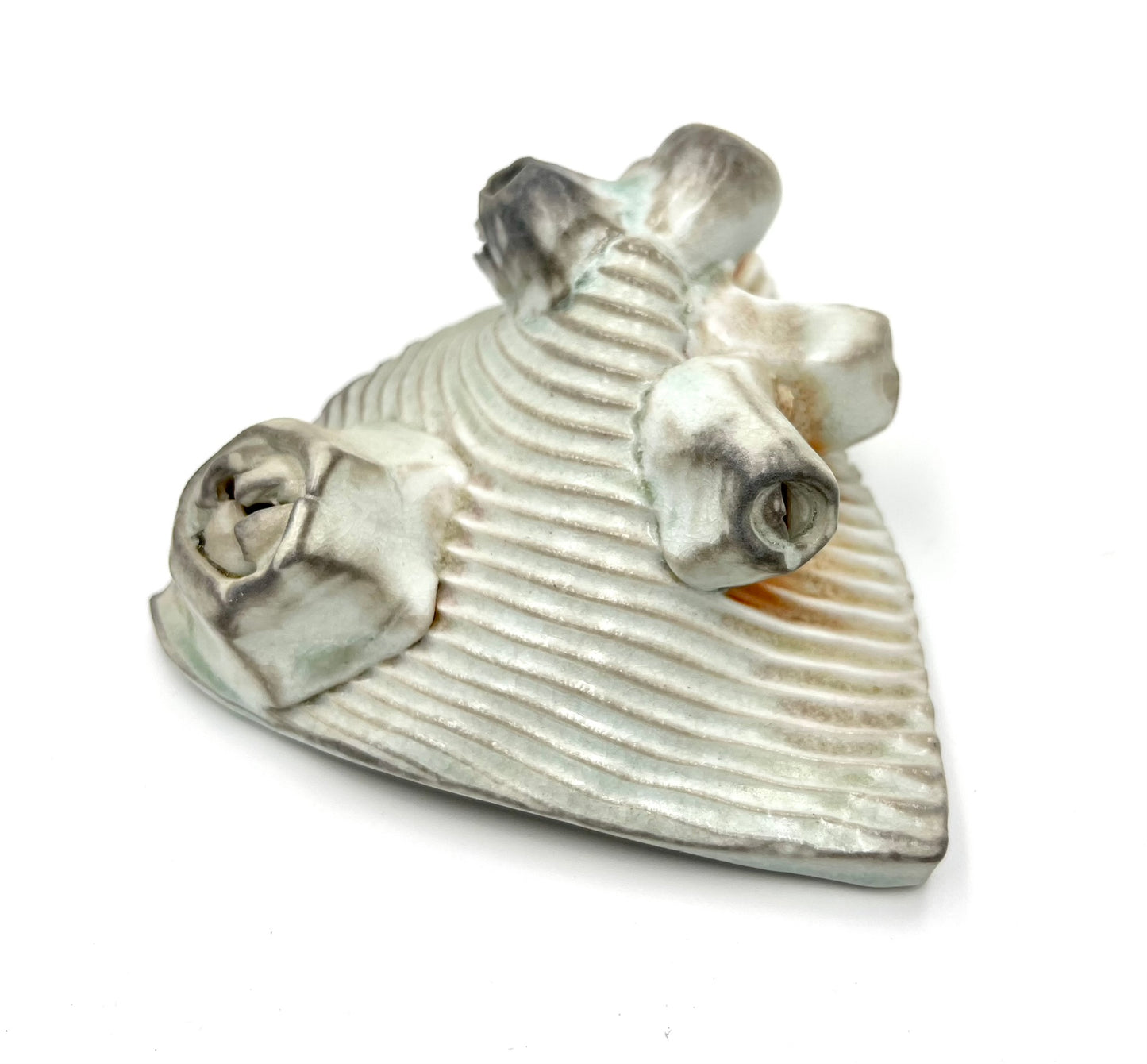 Barnacle Triangle