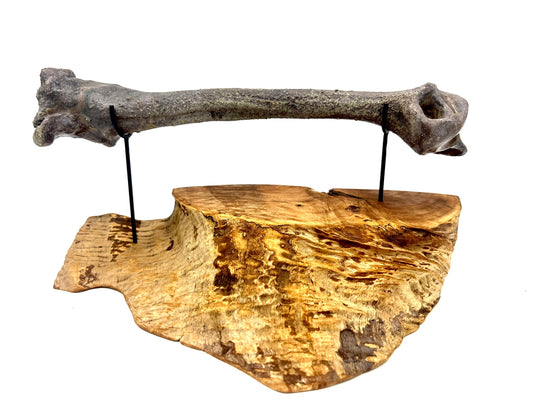 Mounted Bone 17