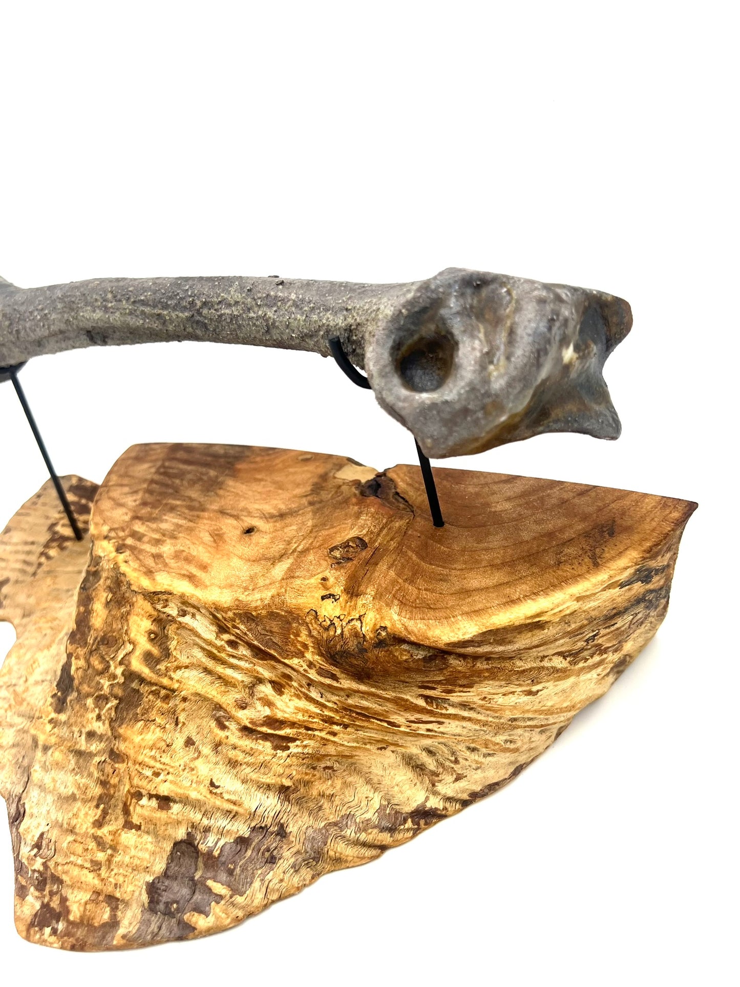 Mounted Bone 17